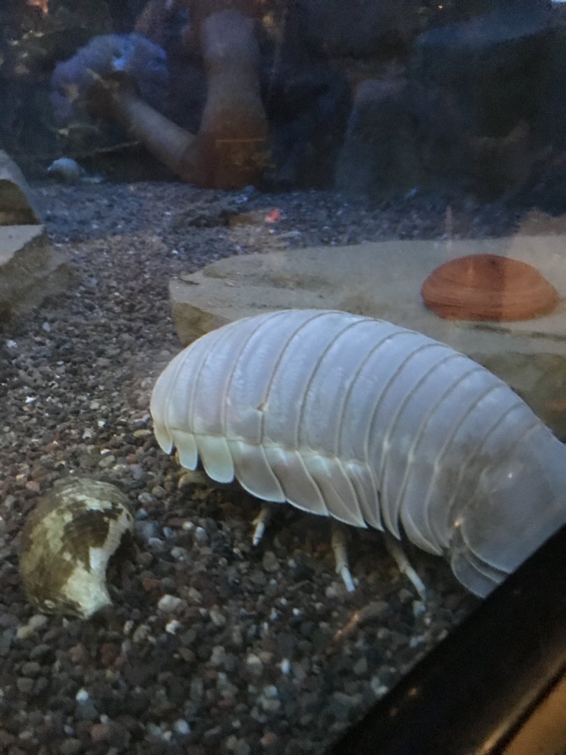 Deep Sea Isopod
