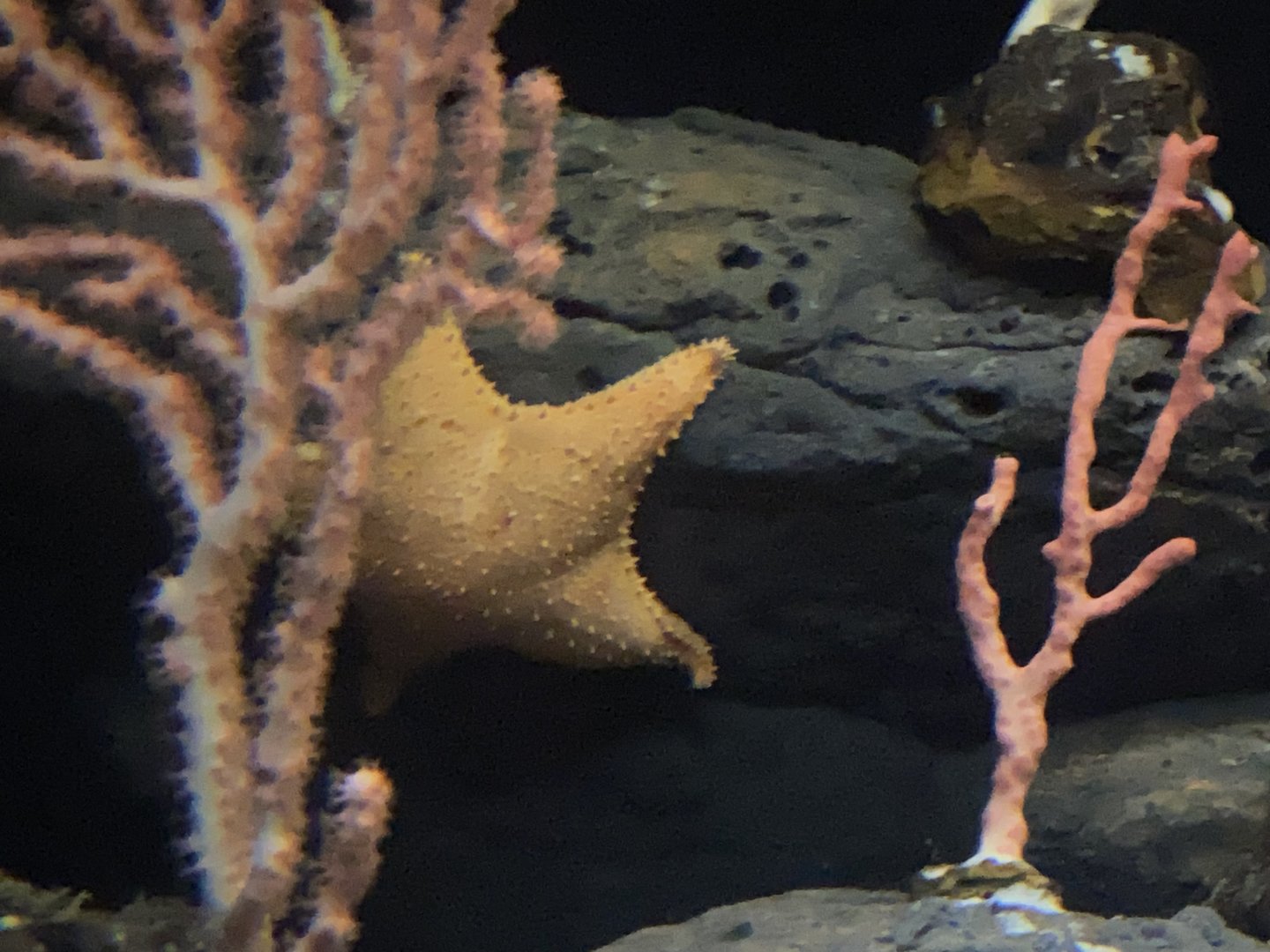 Deep sea sea star sp.
