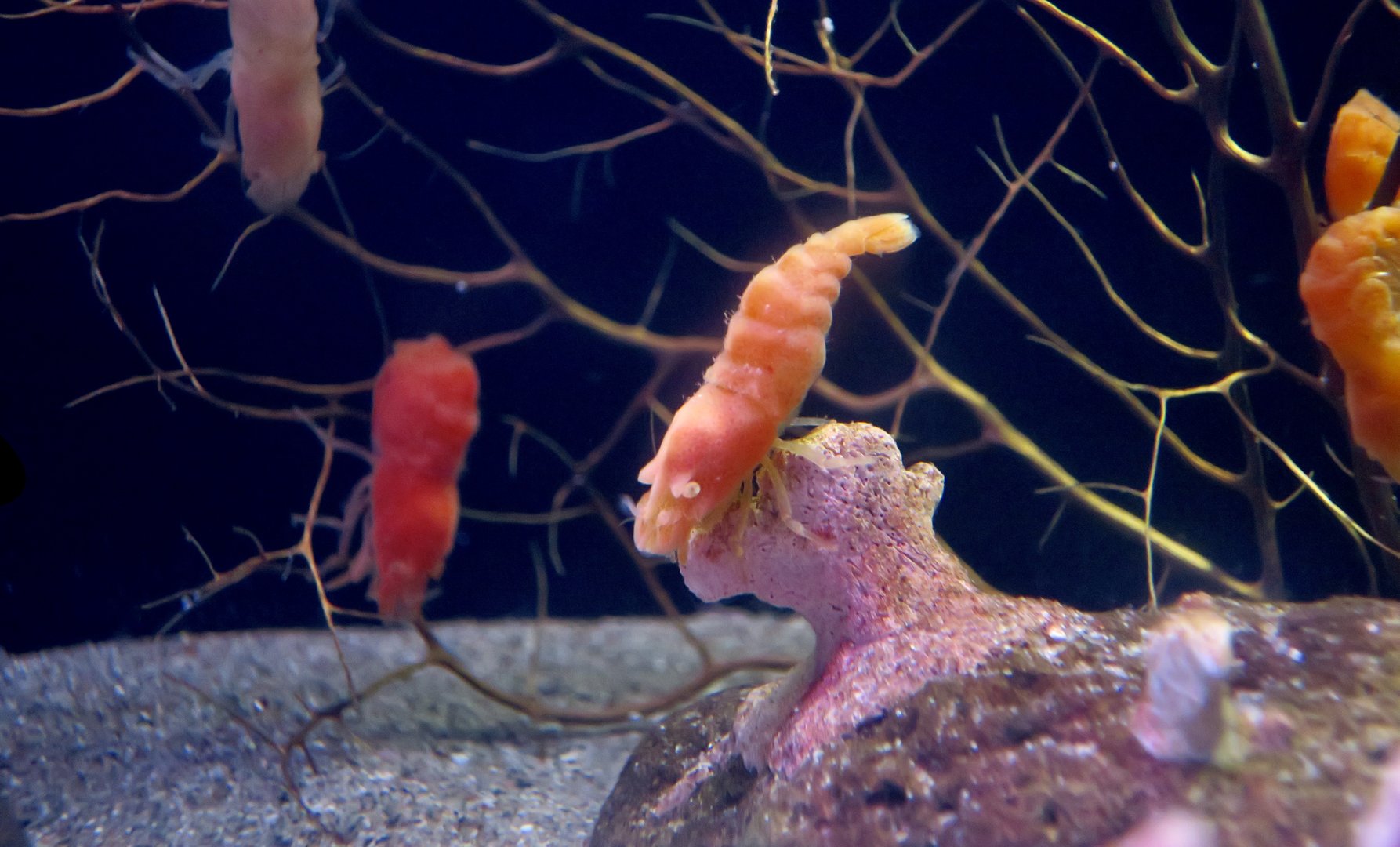 Deep-Sea Shrimp (Birulia sachaliensis)