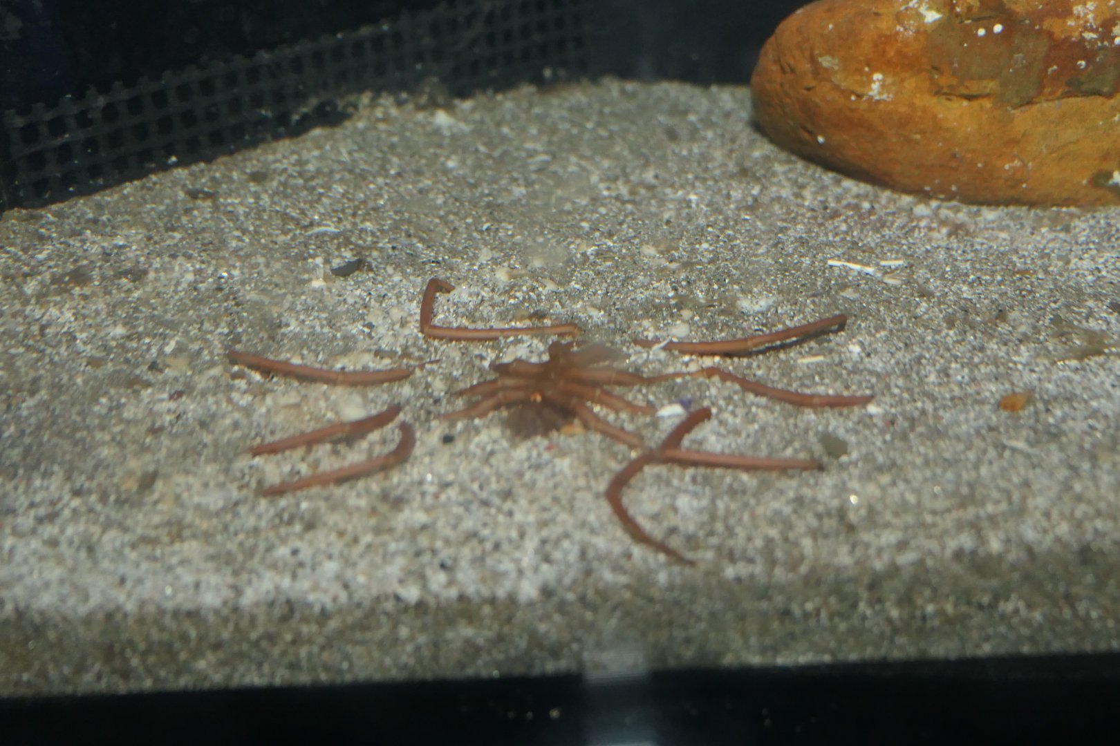 Deep Sea Spider (Ascorhynchus japonicus)