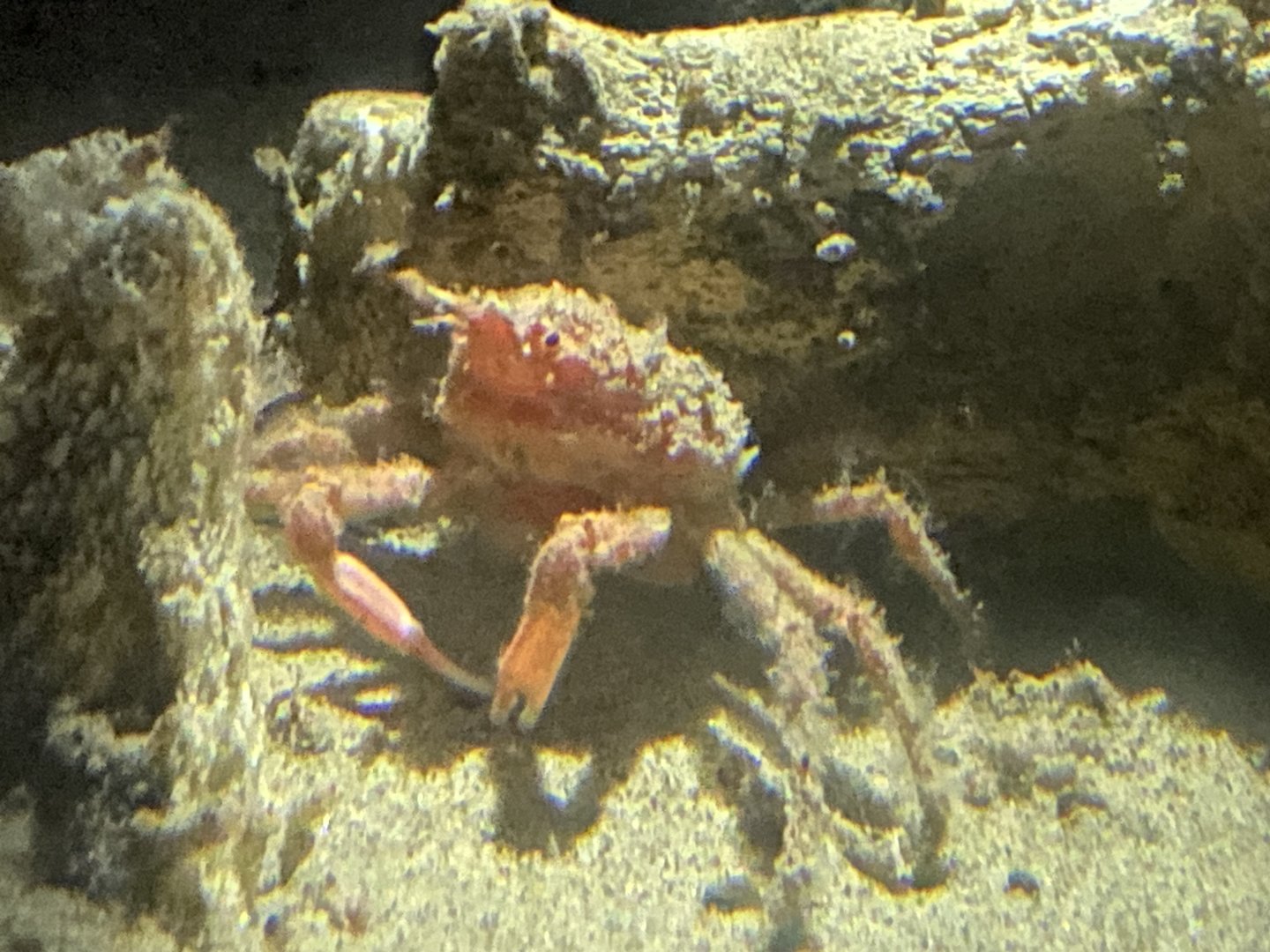 Deep sea spider crab sp.