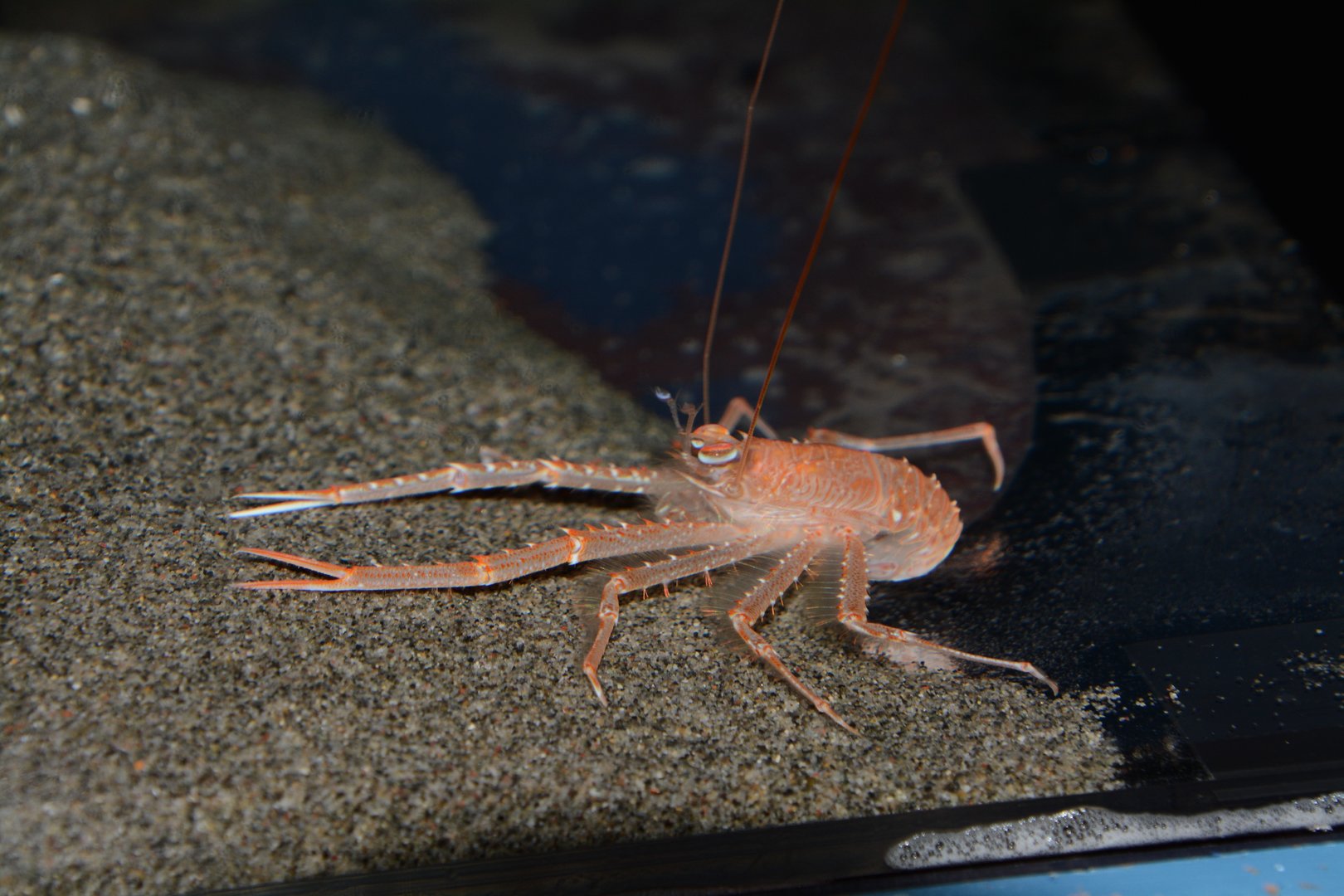 Deep sea squat lobster (Agononida incerta)