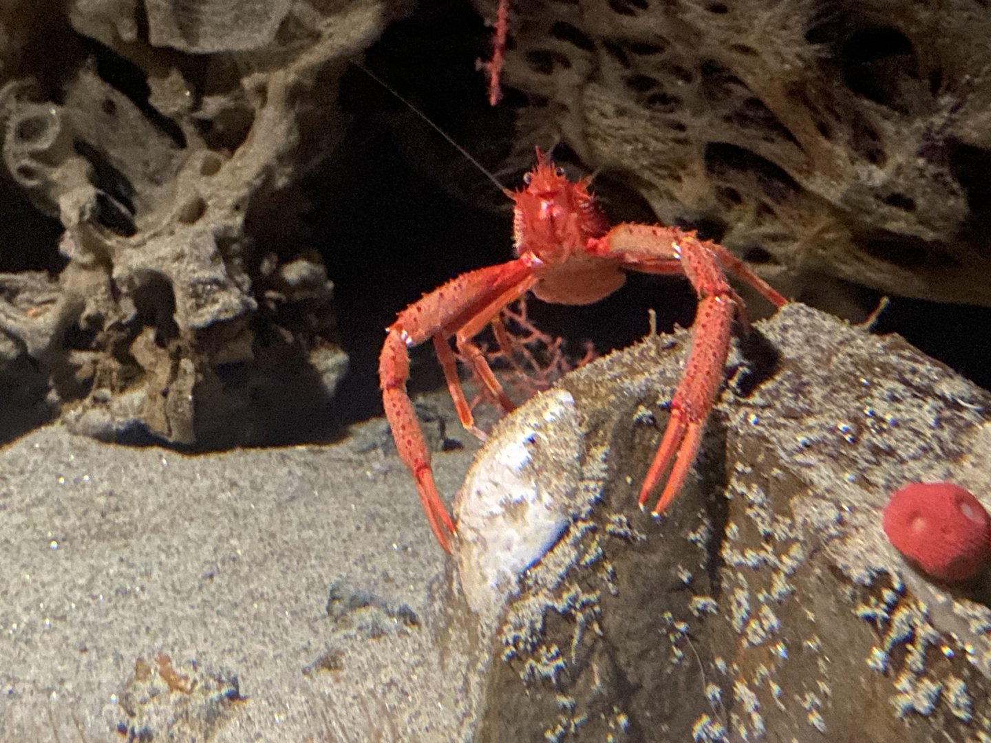 Deep sea squat lobster