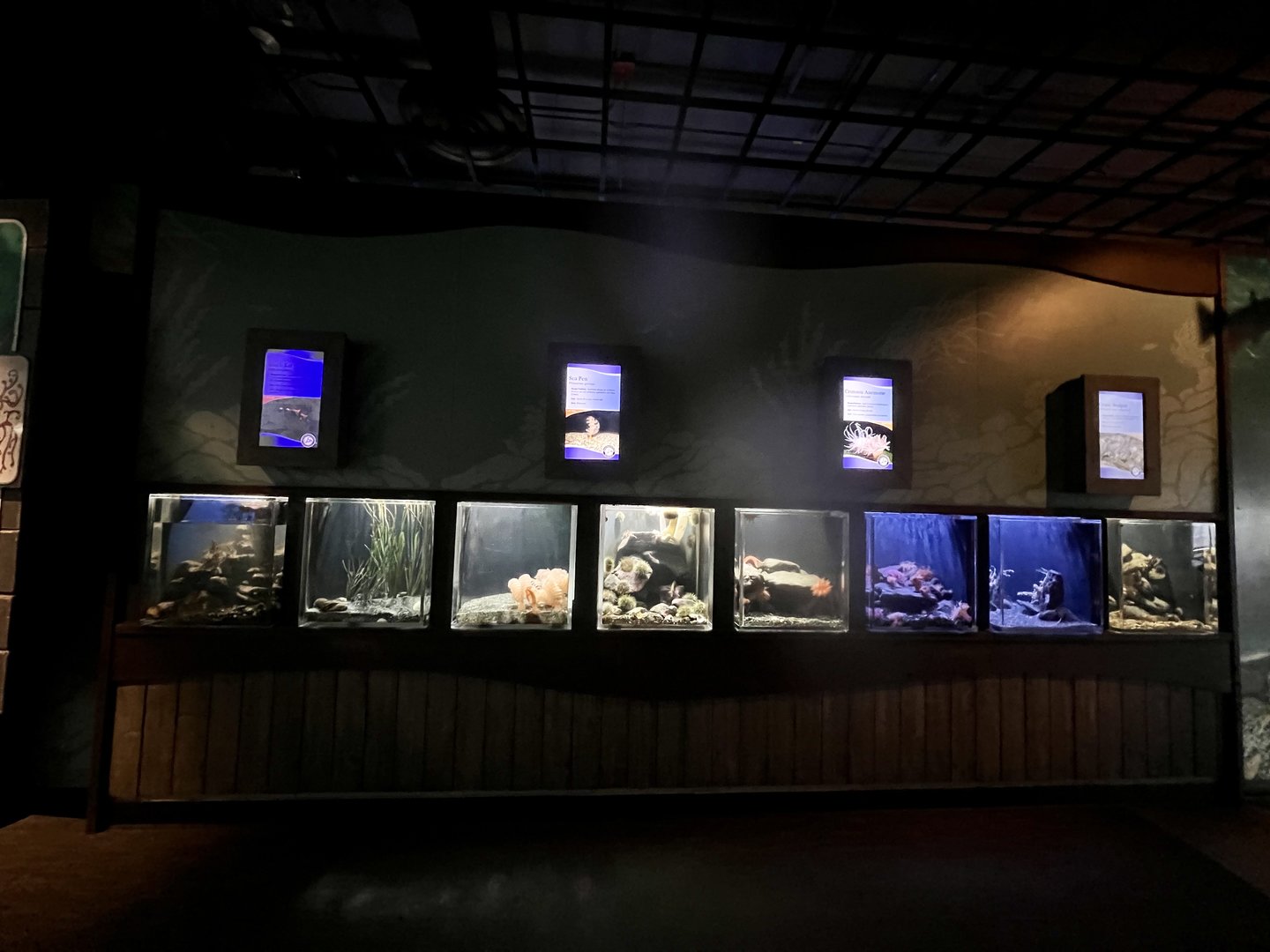 Deep water creatures