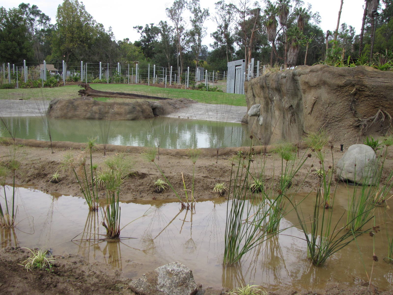 Deep Water Pool - Elephants of Asia