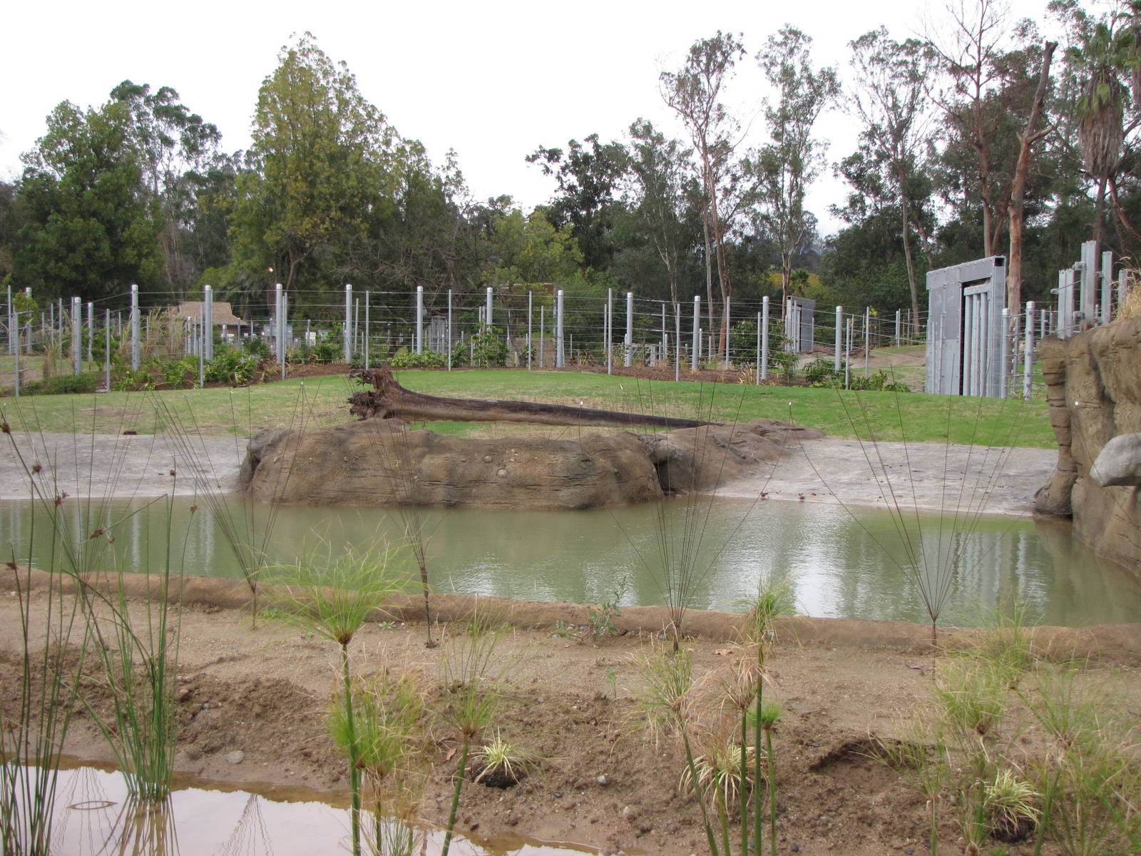 Deep Water Pool - Elephants of Asia