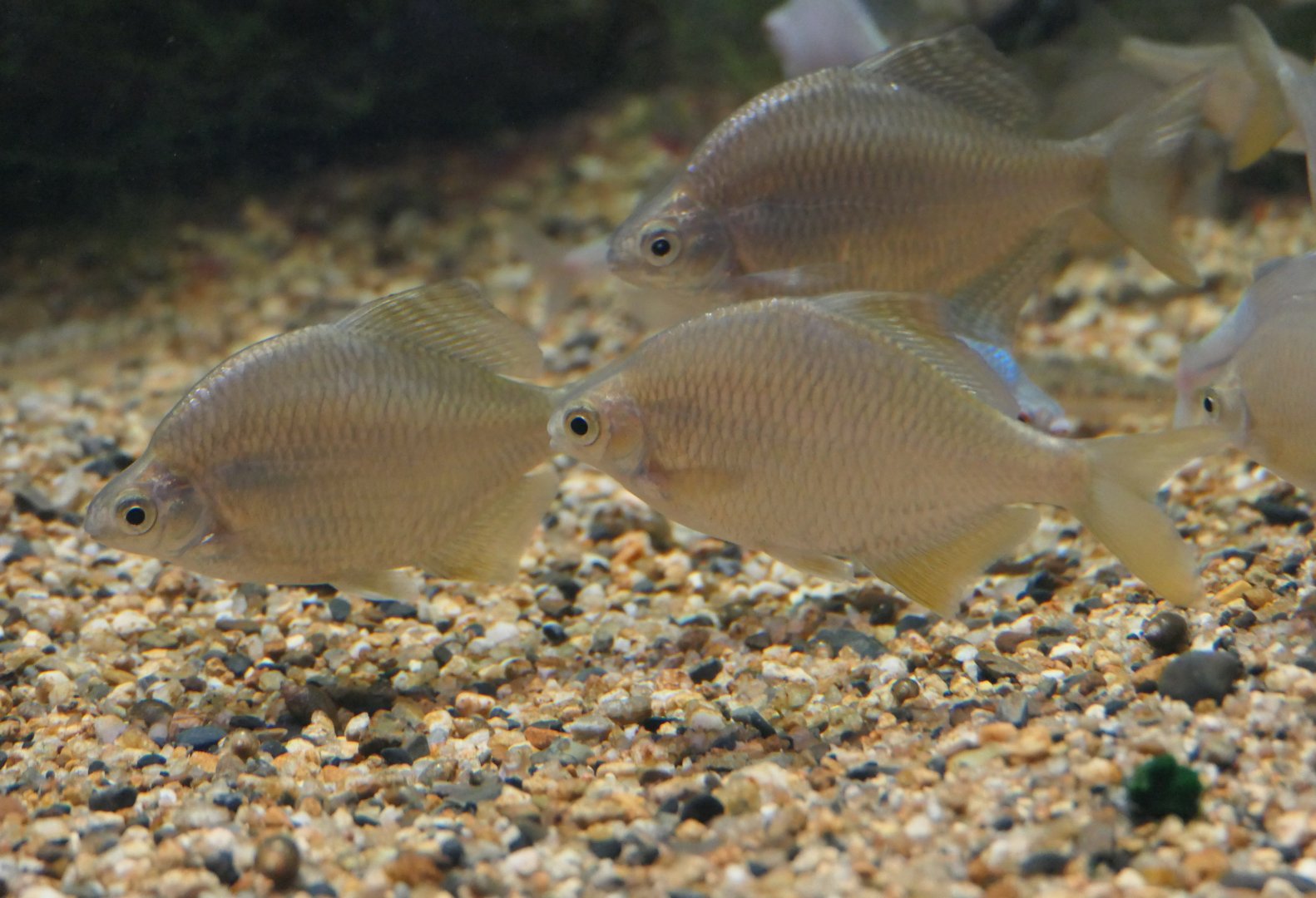 Deepbody Bitterling (Acheilognathus longipinnis) - Lake Biwa Museum