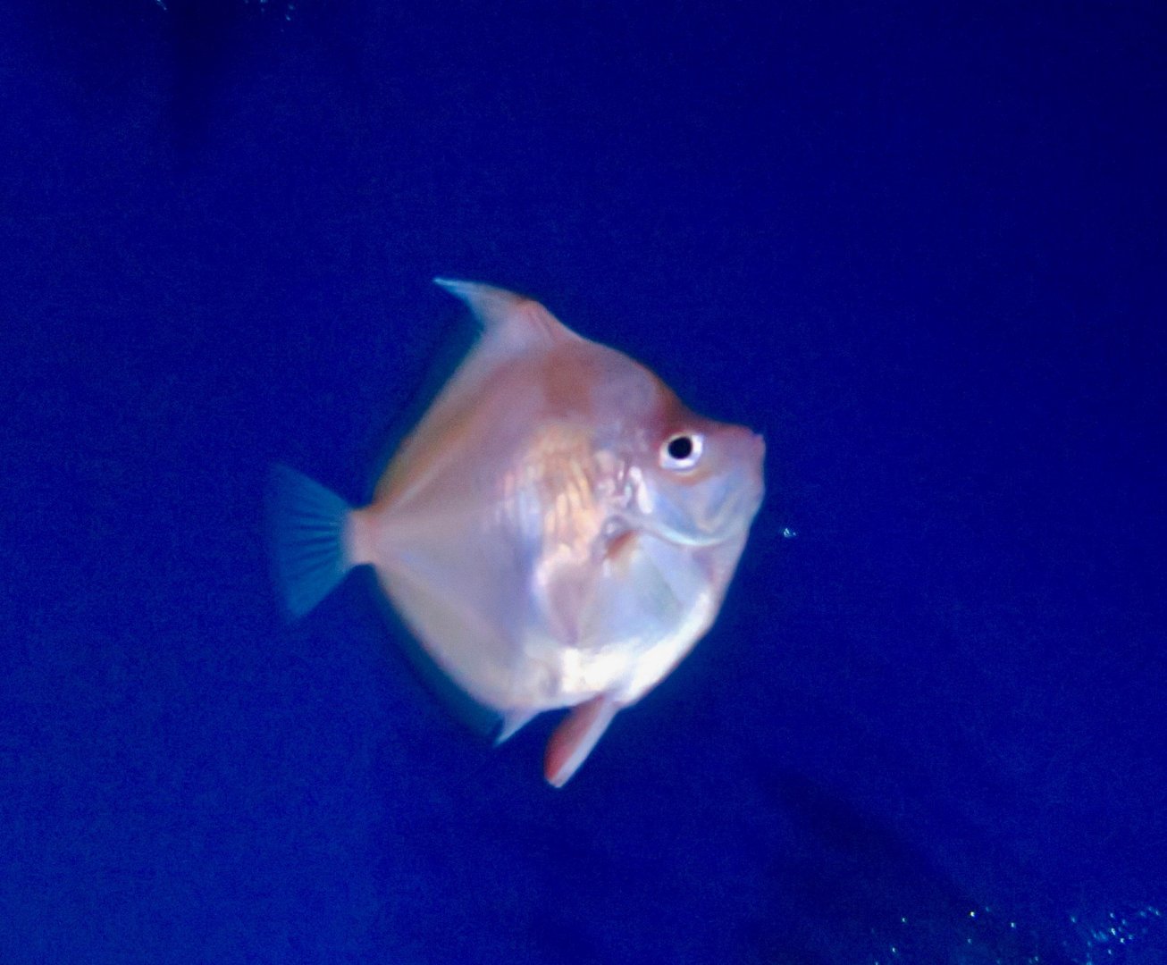 Deepbody Boarfish (Antigonia capros)