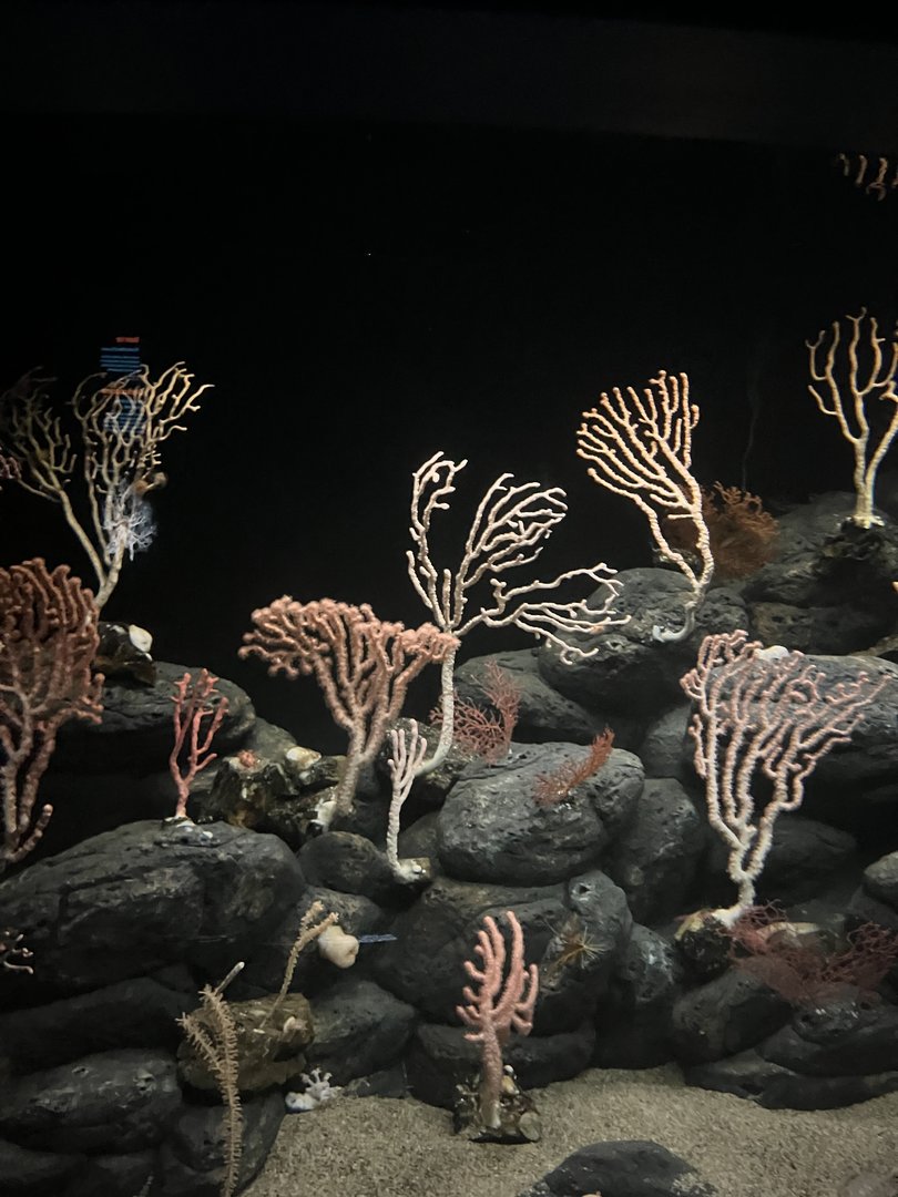 Deepsea Cauliflower coral