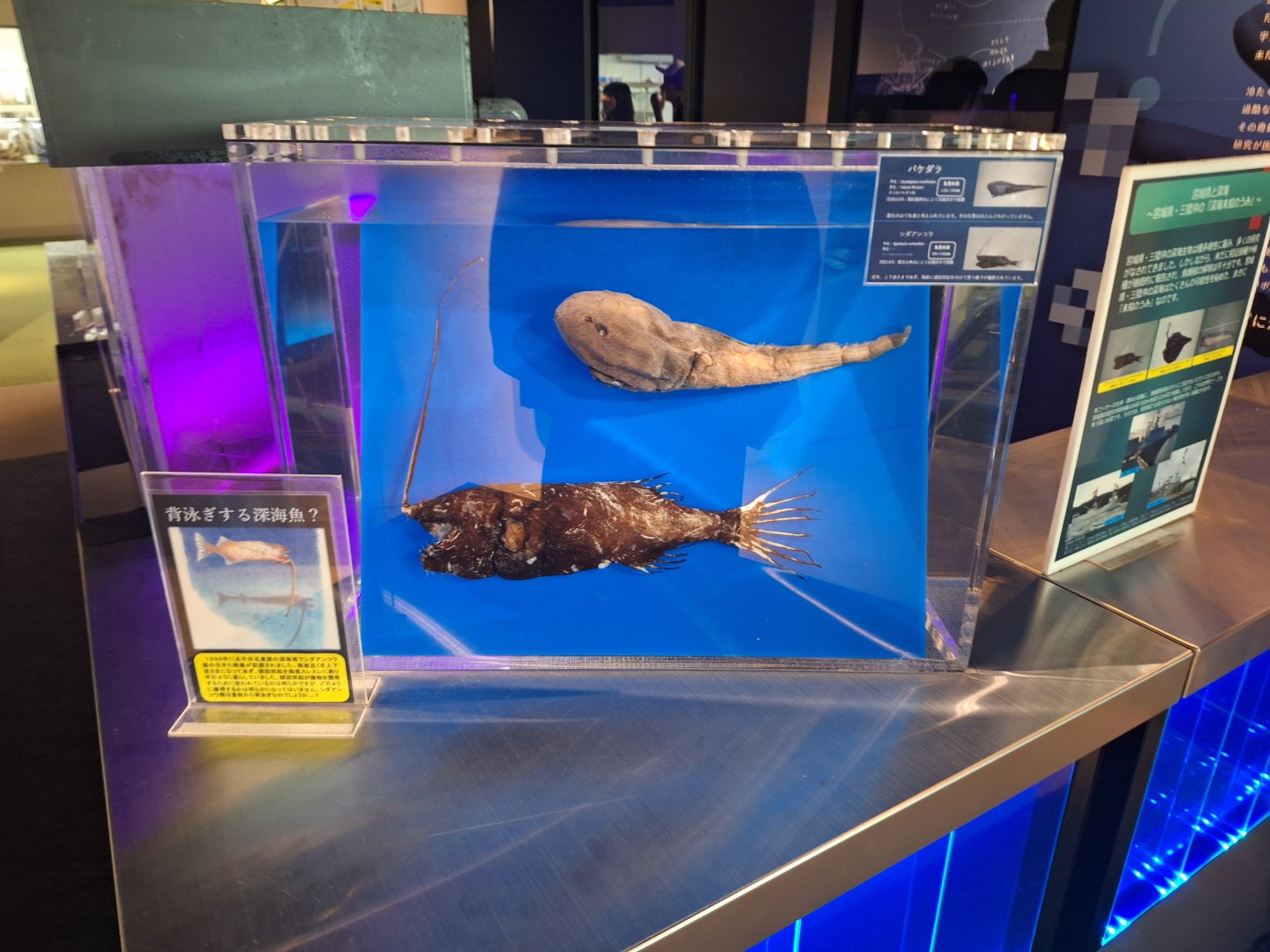 Deepsea fish display