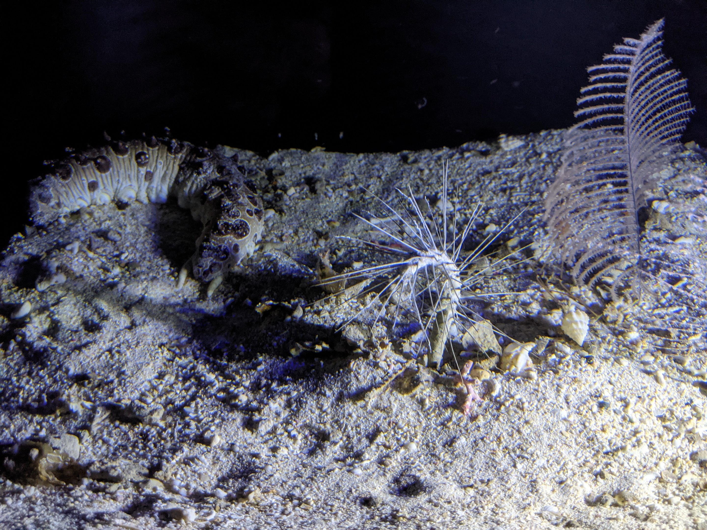 Deepsea invertebrates