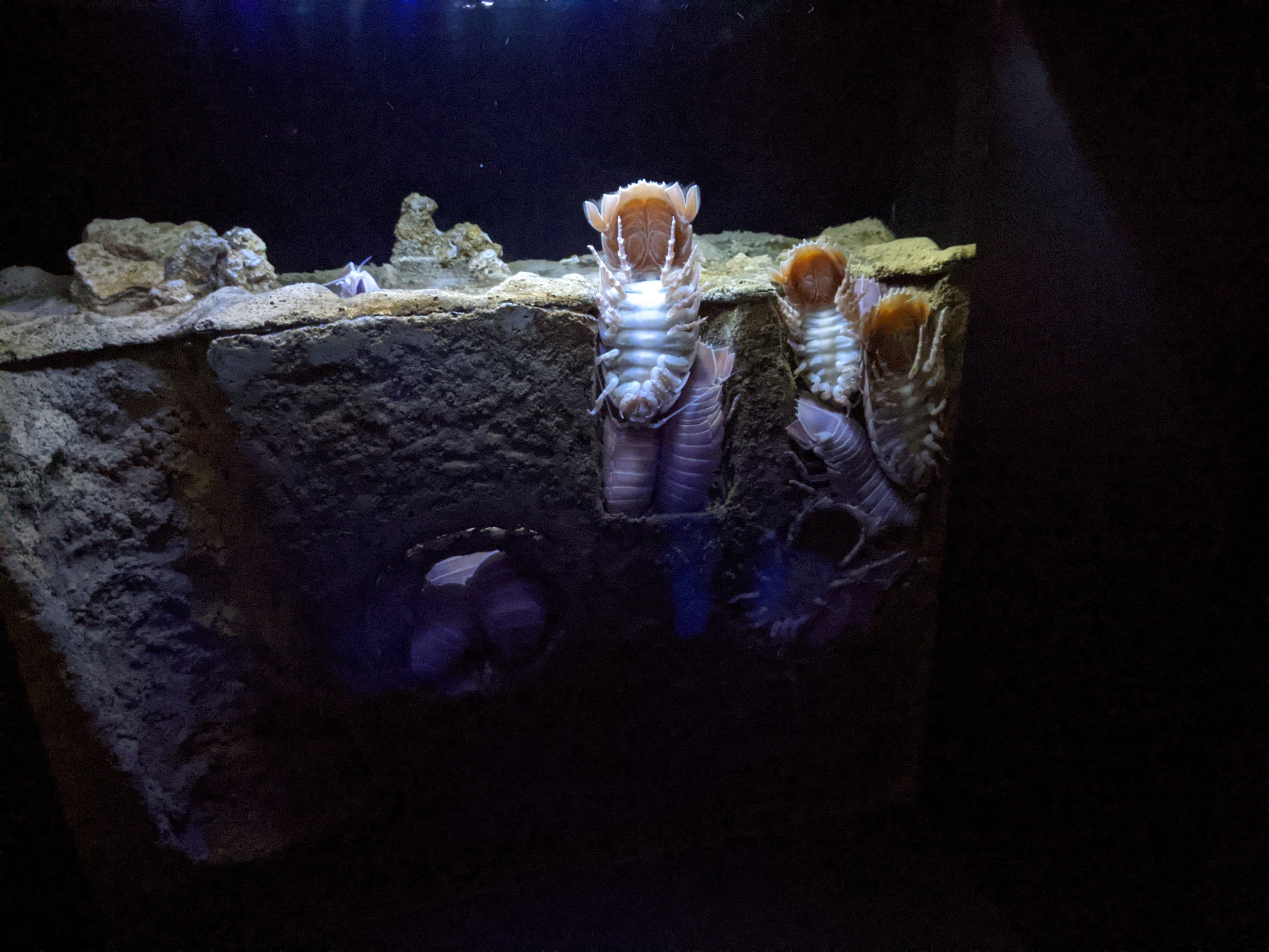 Deepsea isopods (Bathynomus doederleini)