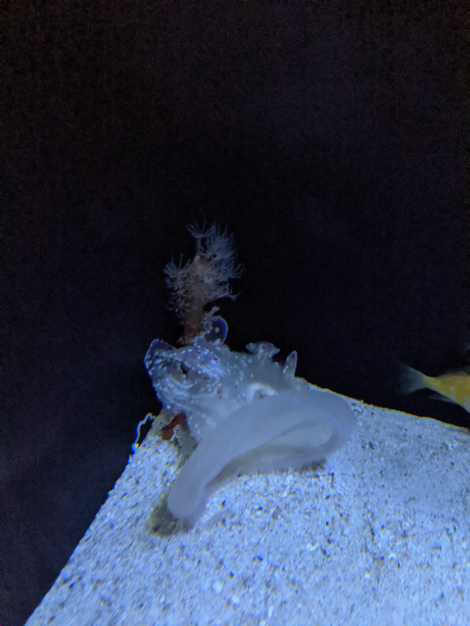 Deepsea nudibranch (Melibe japonica)