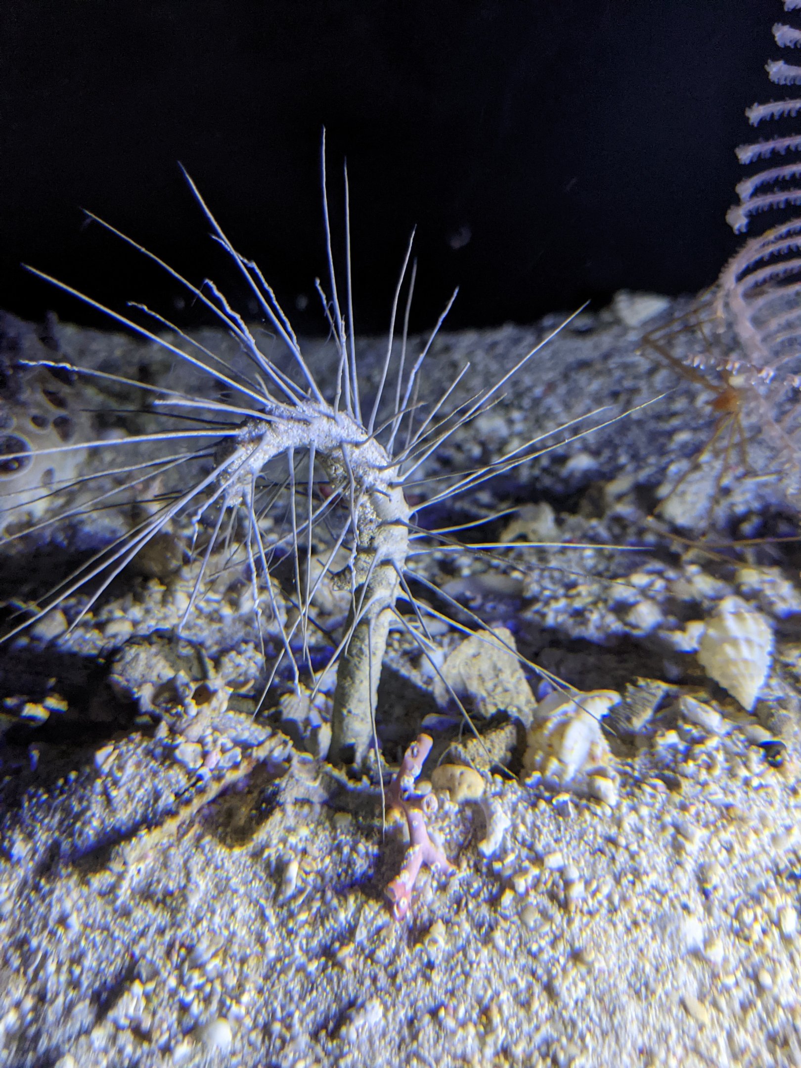 Deepsea polychaete (Paradiopatra willemoesii)