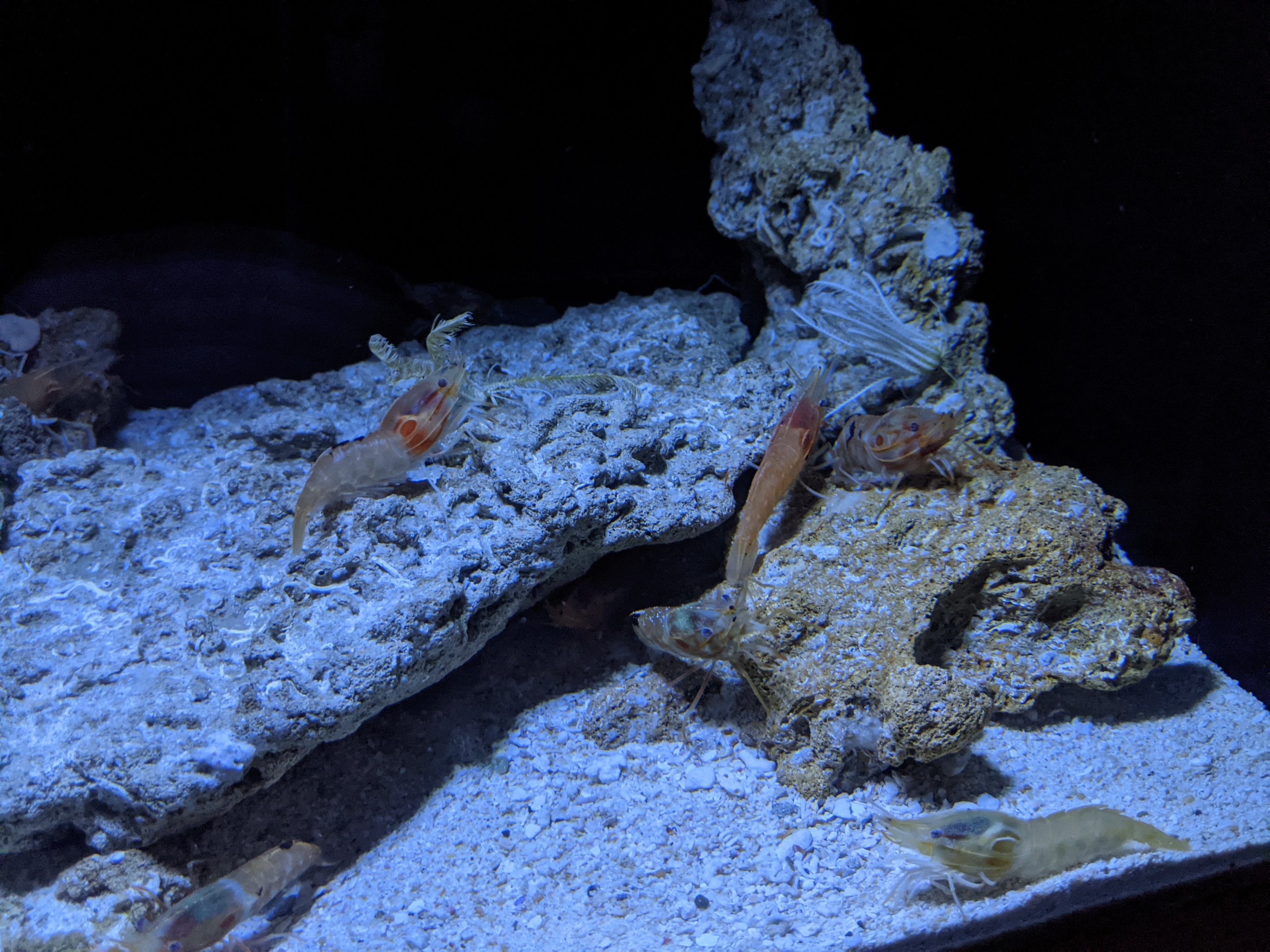 Deepsea shrimp (Heterocarpus hayashii)