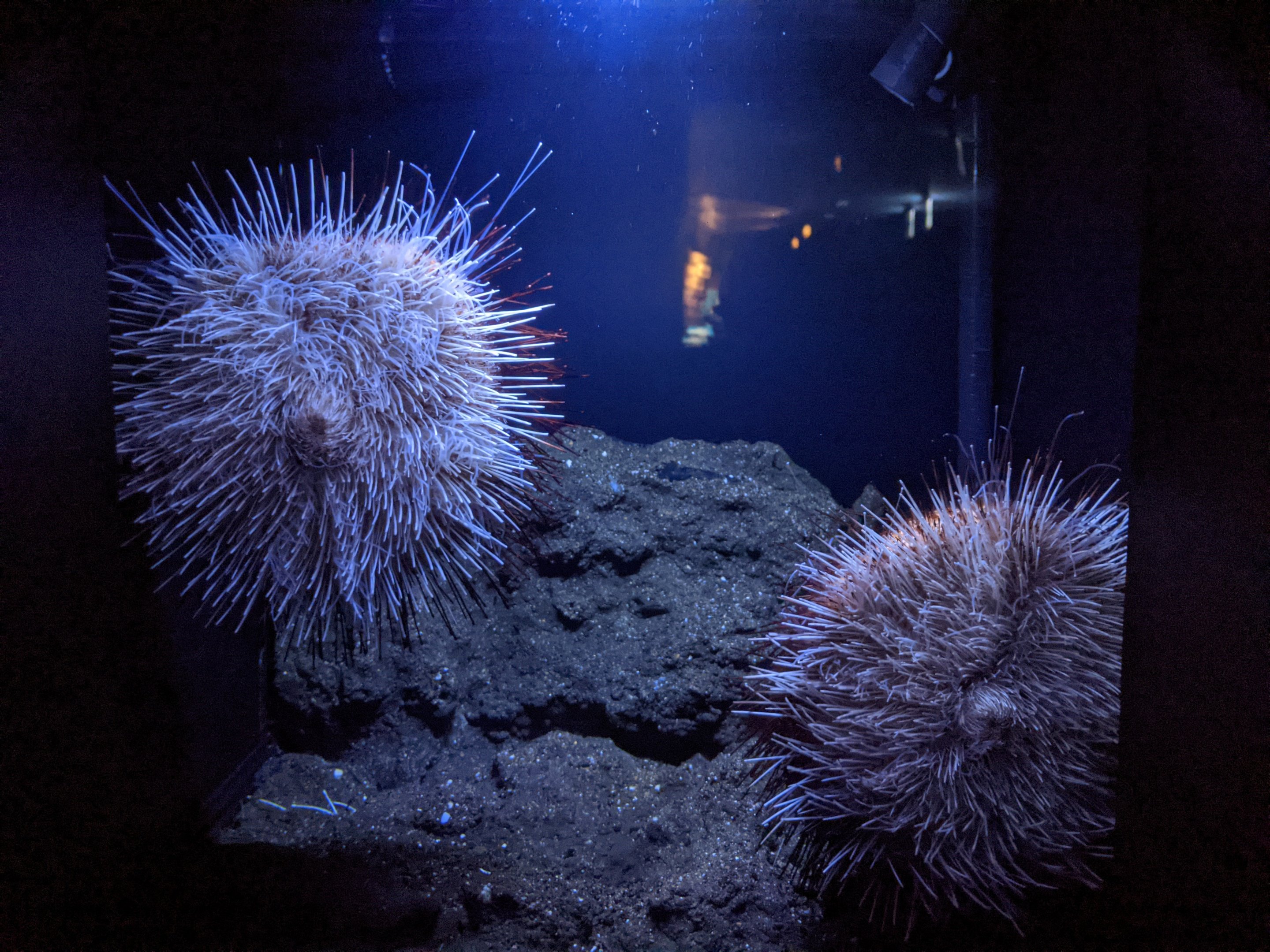 Deepsea urchins (Araeosoma owstoni)