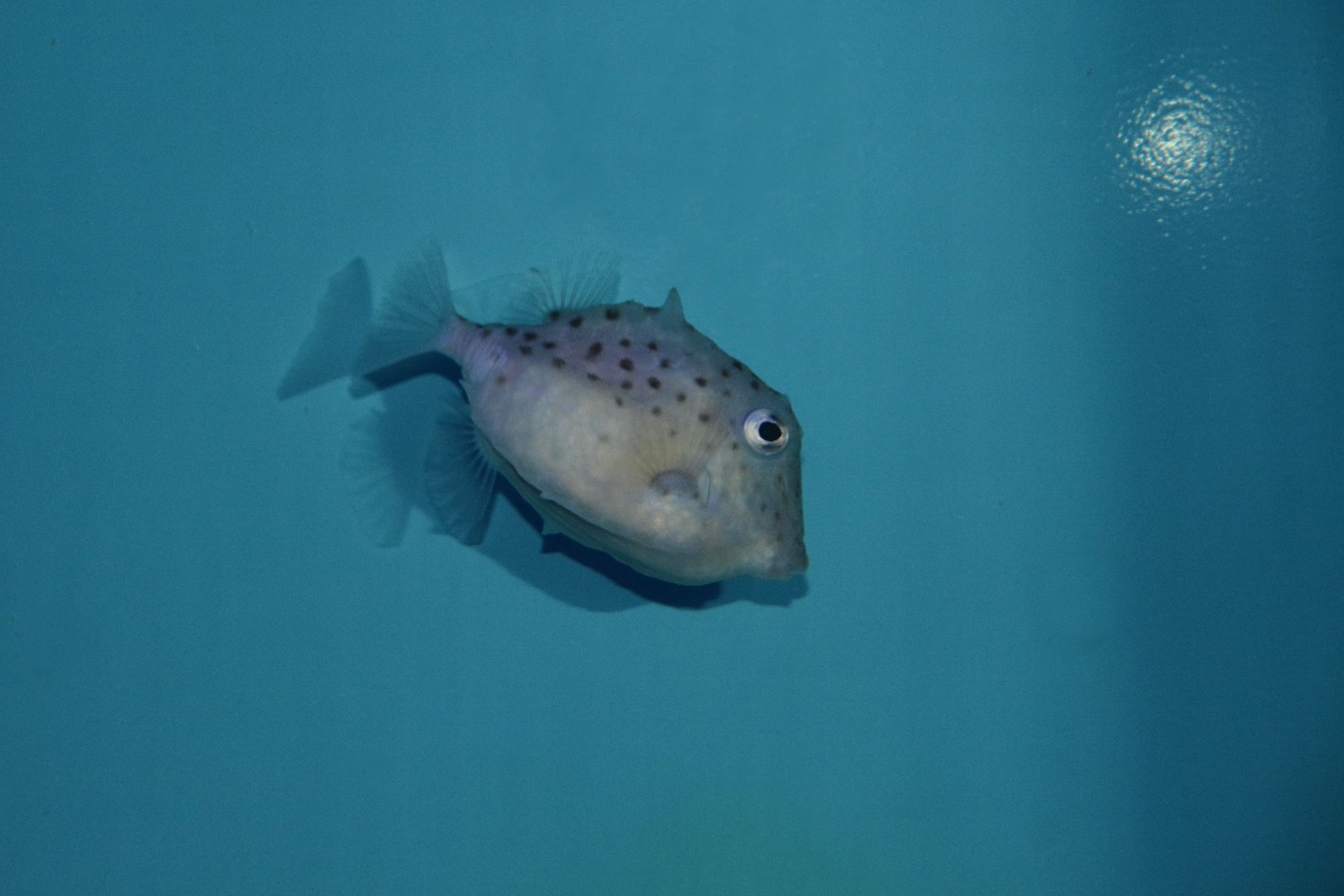 Deepwater boxfish (Kentrocapros aculeatus)