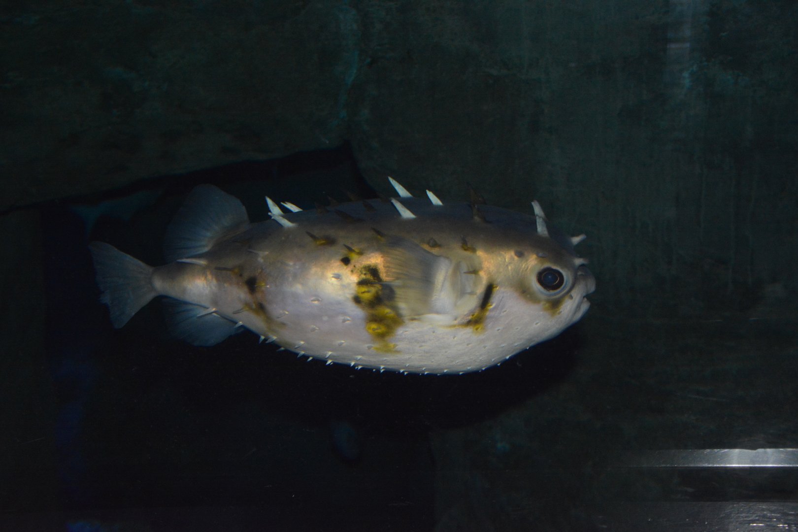 Deepwater burrfish (Allomycterus pilatus)