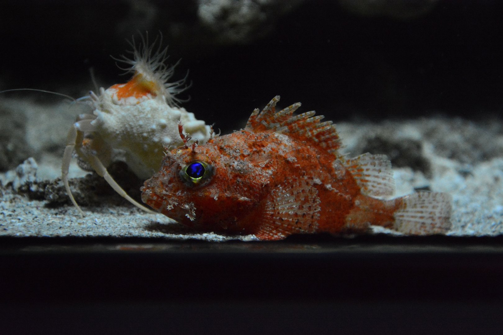 Deepwater scorpionfish (Neomerinthe sp.)