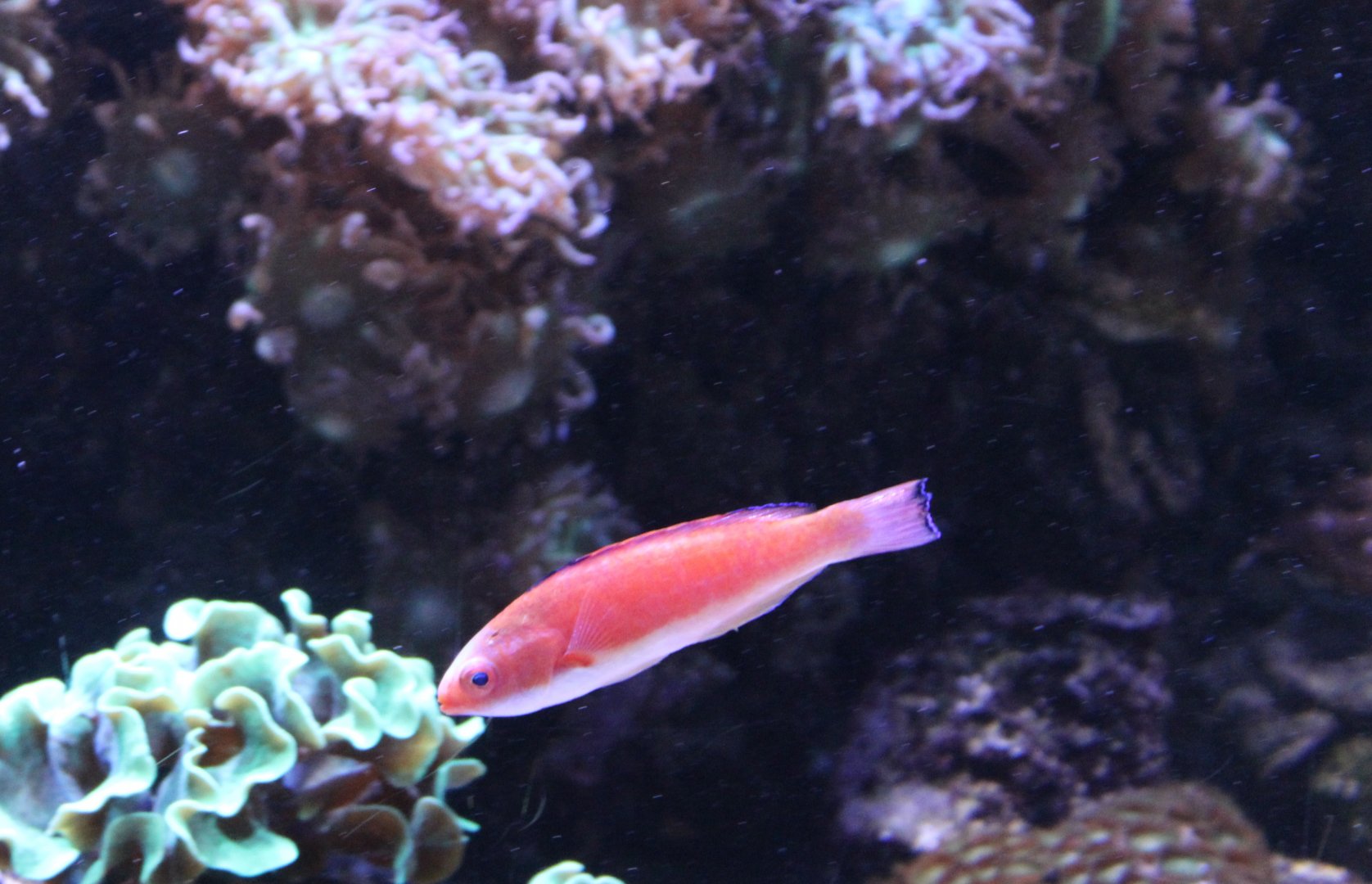 Deepwater wrasse - Cirrhilabrus bathyphilus
