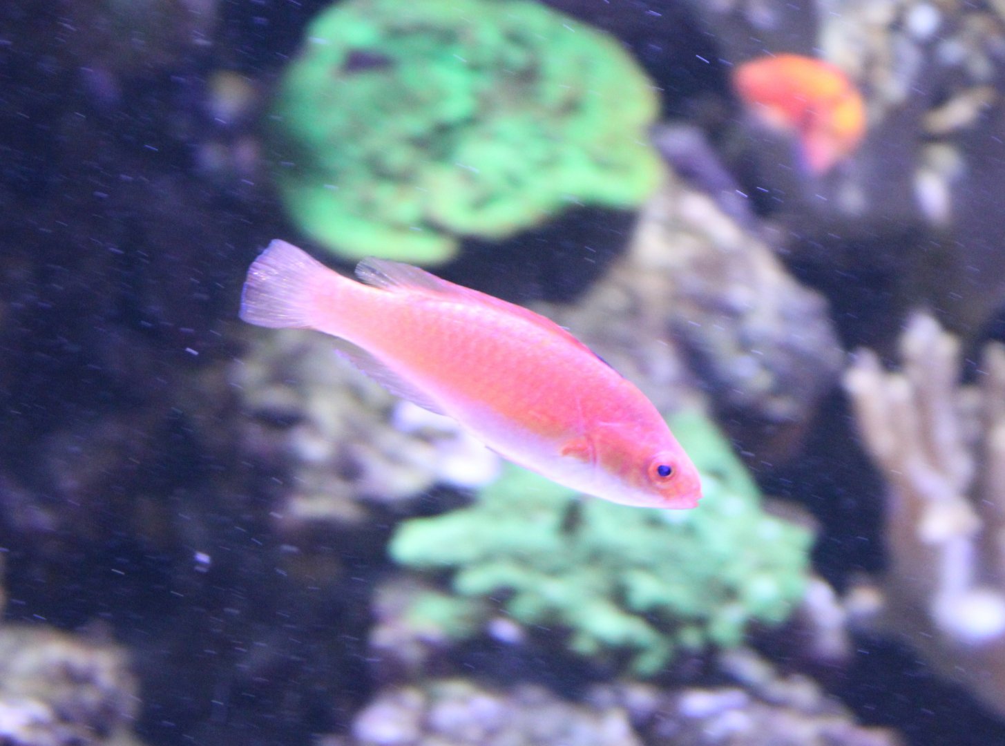 Deepwater wrasse Cirrhilabrus bathyphilus