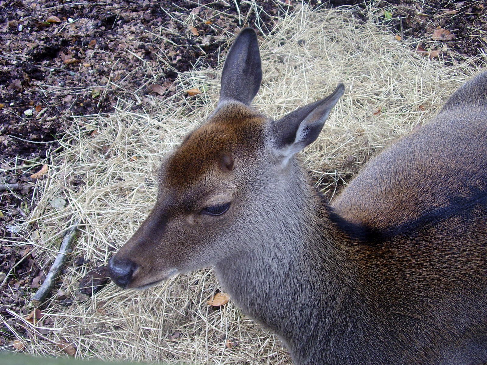 Deer - 2008