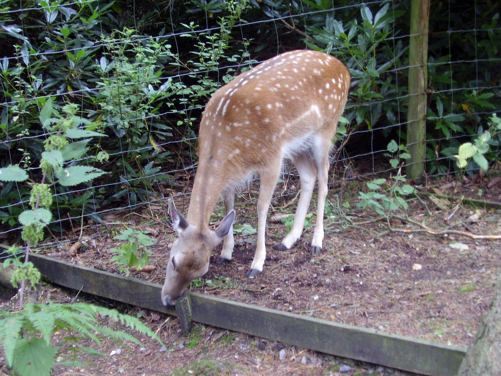 Deer - 2008