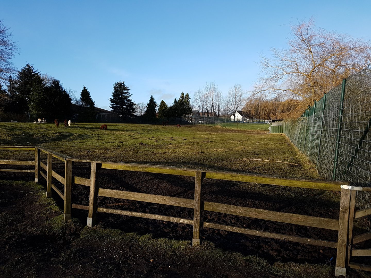 Deer - Alpaca enclosure