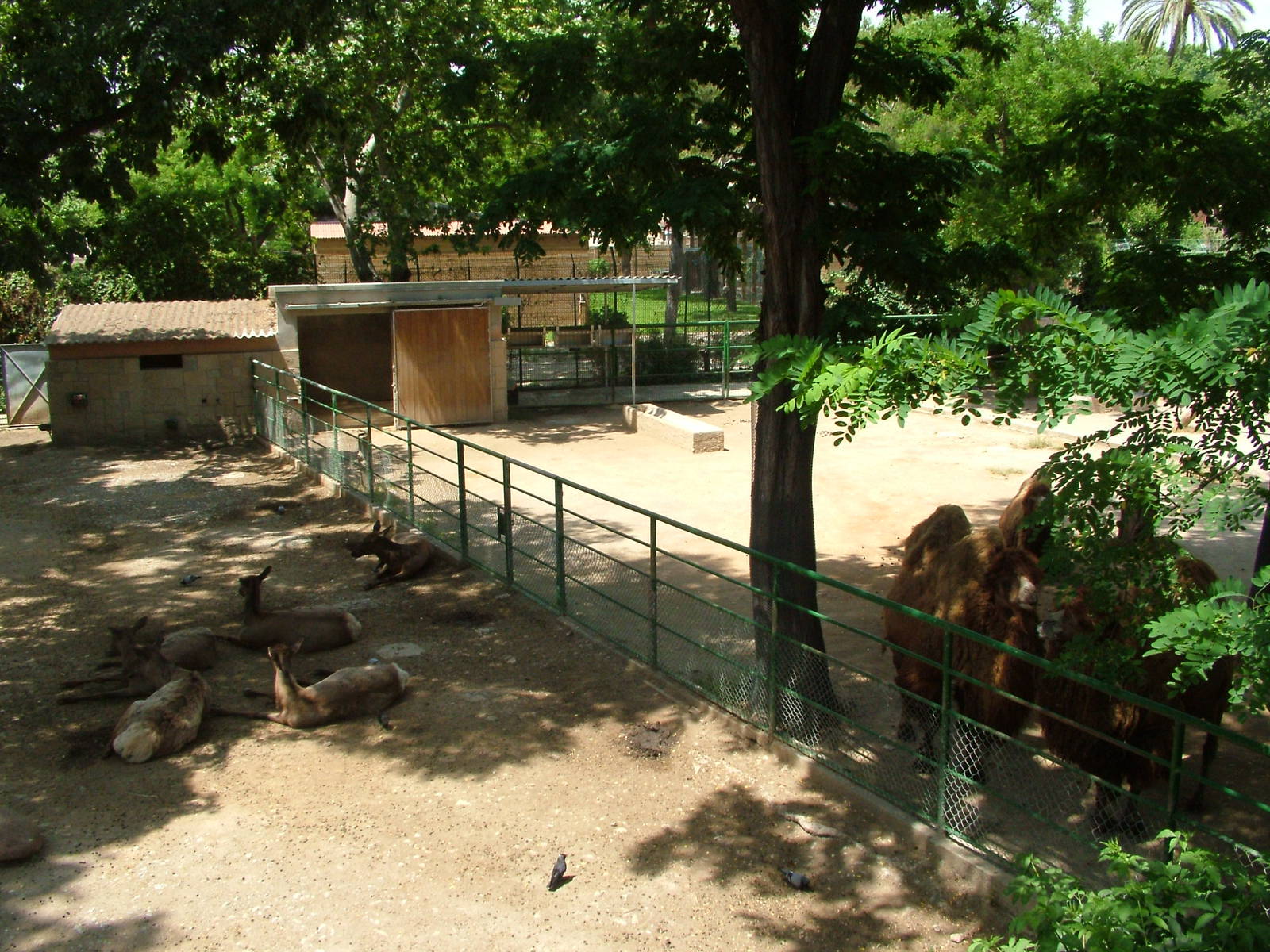 Deer and Camel Paddocks at Barcelona, 30/05/11