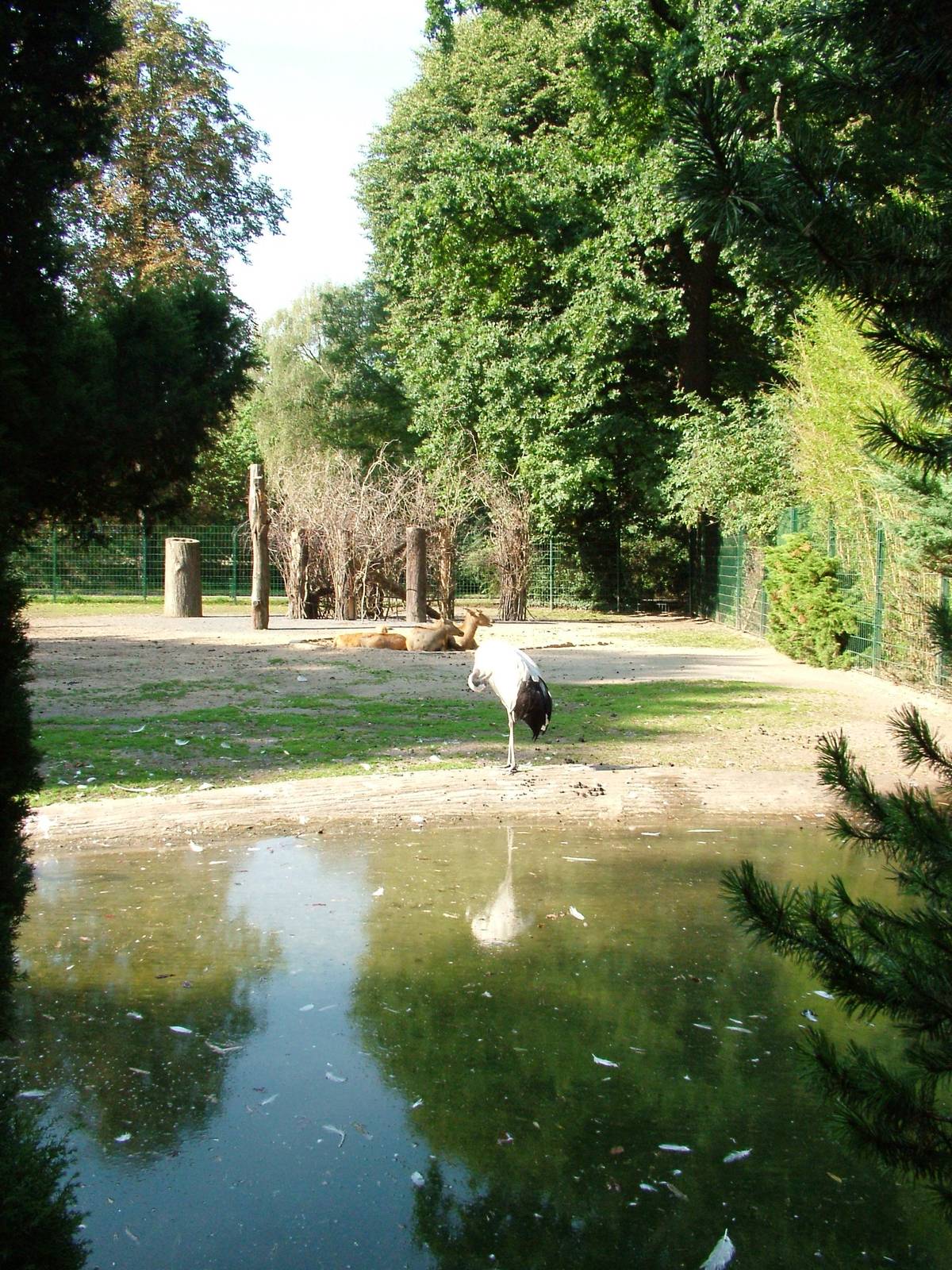 Deer and Crane Paddock at Dresden, 29/08/12