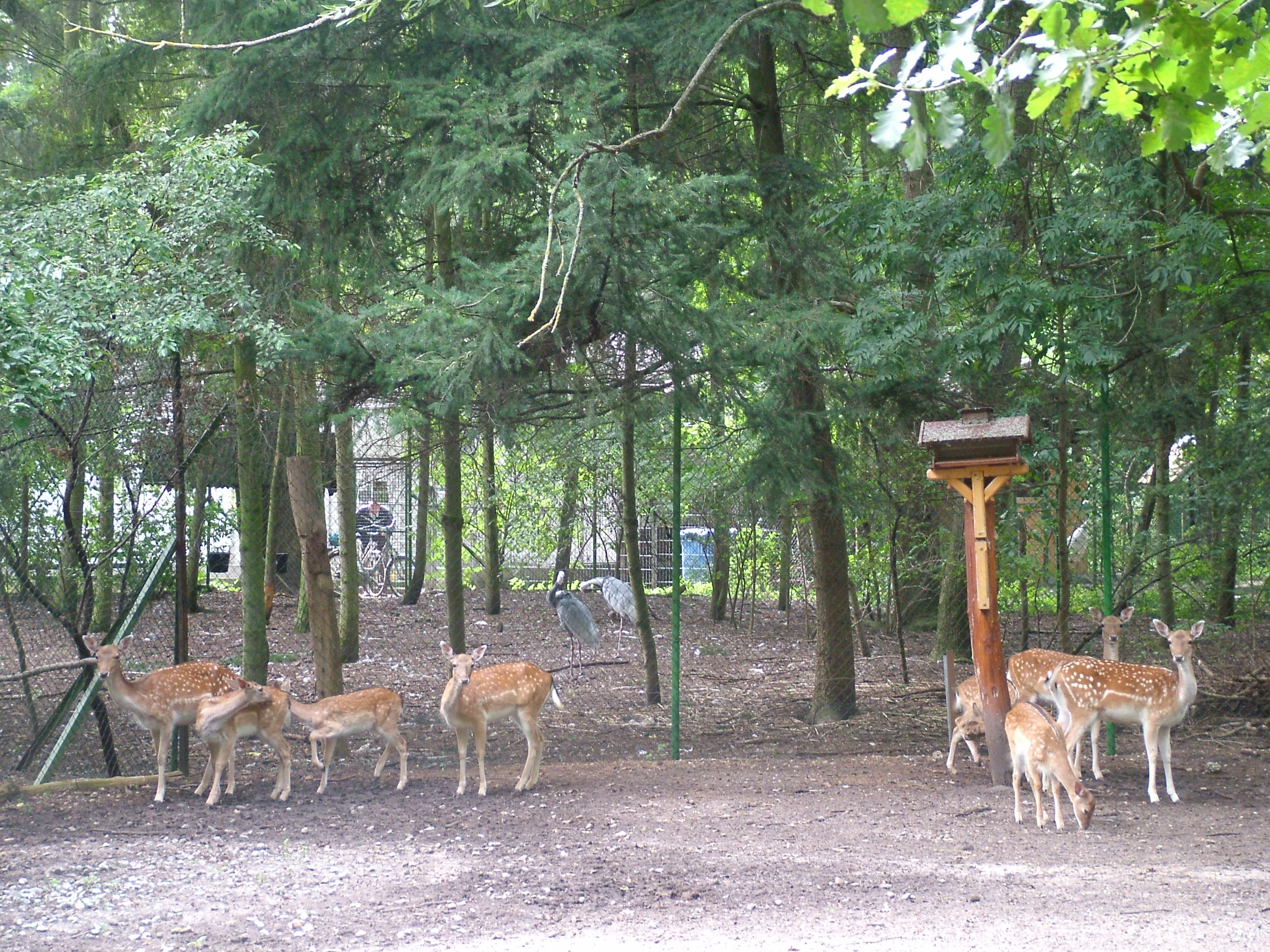 Deer and Crane Paddocks at Vogelpark Erlenwald, 3rd Sept 2010