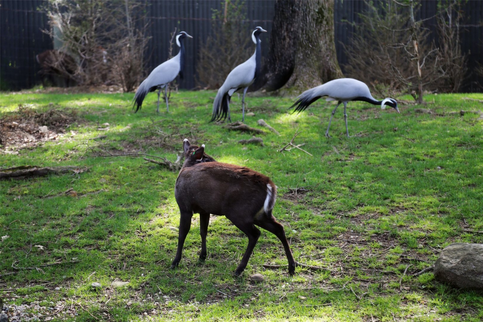 Deer and Cranes