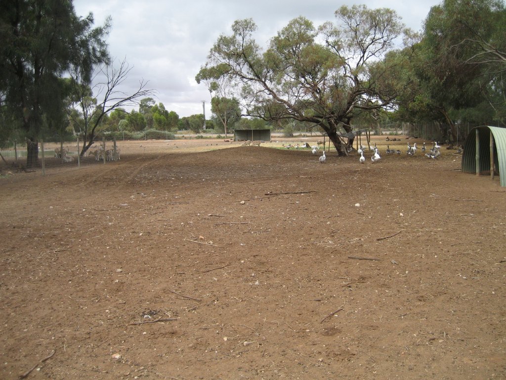 Deer and Kangaroo enclosure