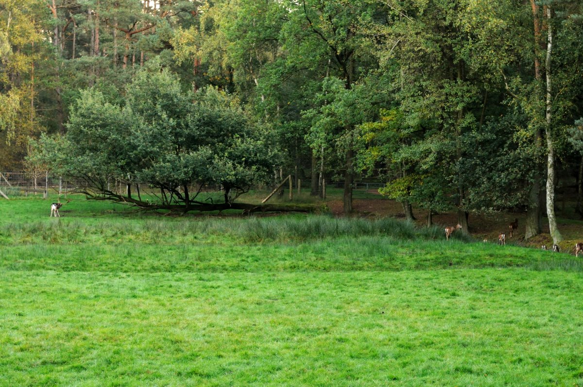 Deer and mouflon exhibit at Rissen.