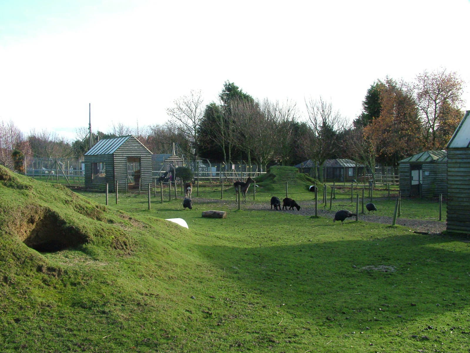 Deer and sheep paddock at Wingham 28/11/09