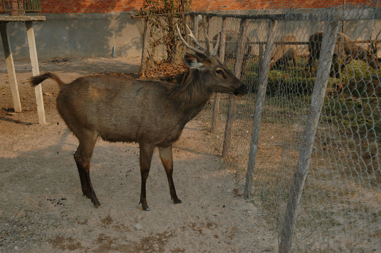 Deer, Angkor Zoo - 2005