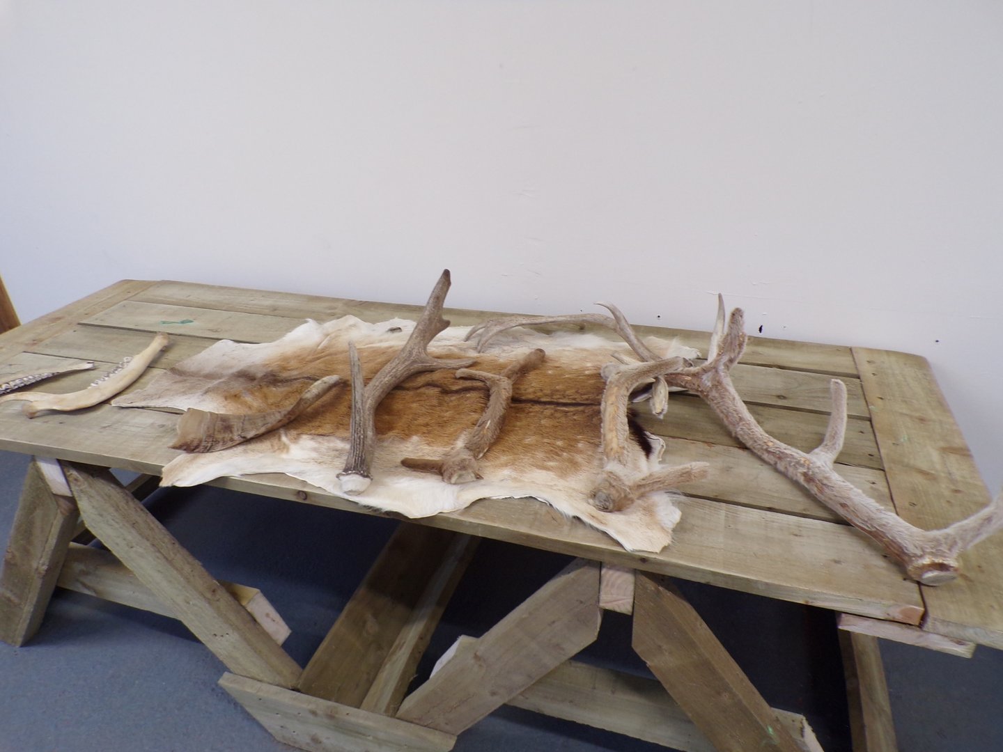 Deer antlers and skin in education room