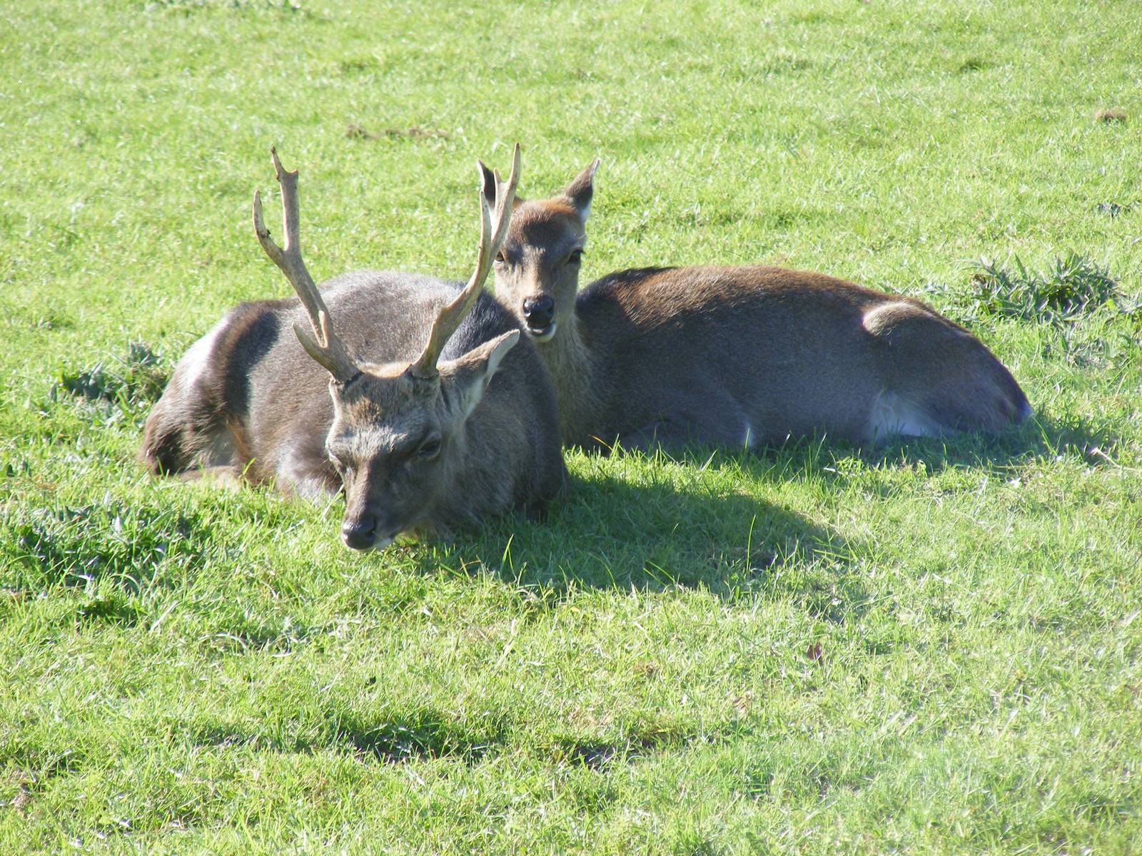 Deer at Beale Park, 24 October 2010