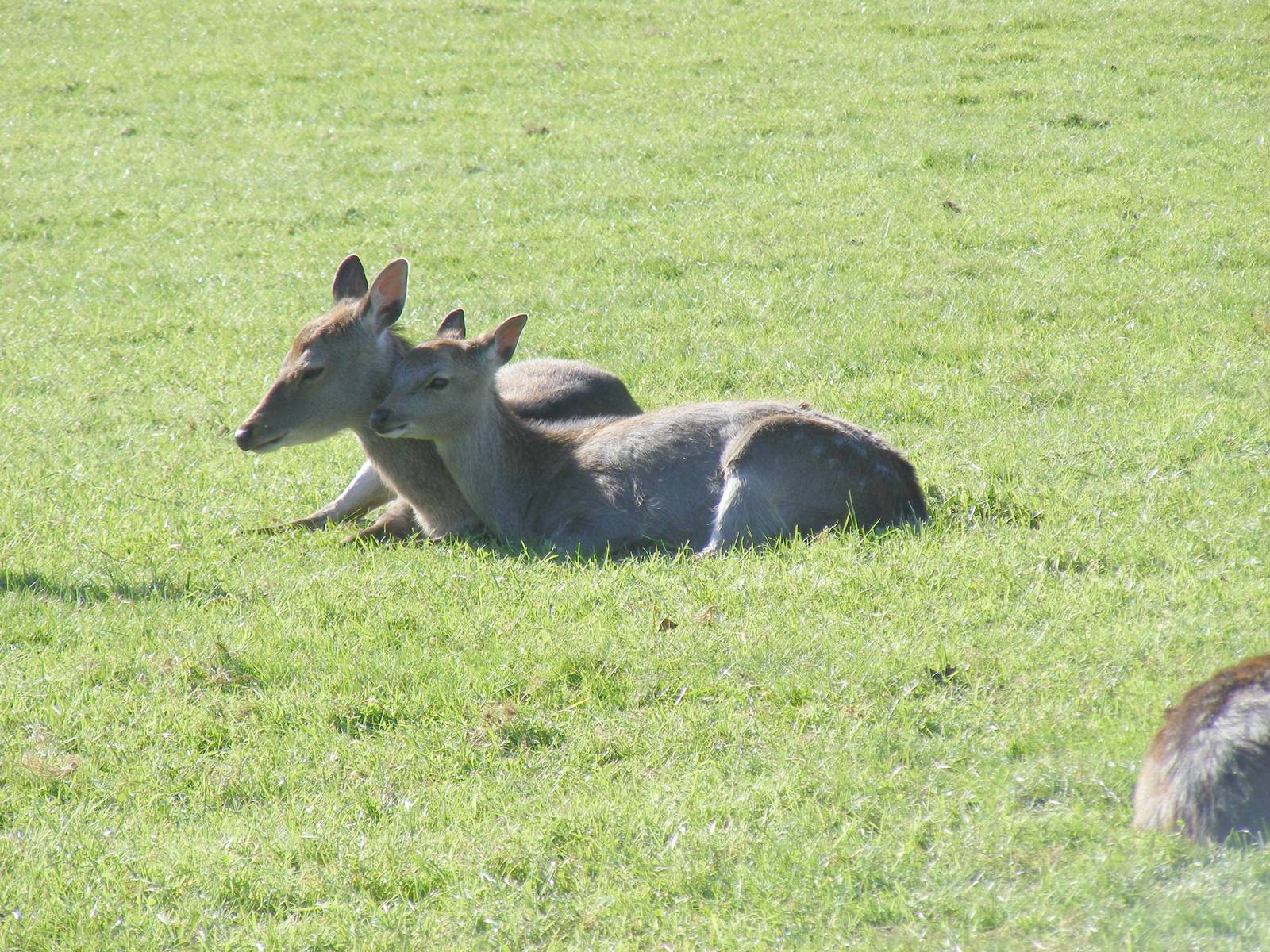 Deer at Beale Park, 24 October 2010