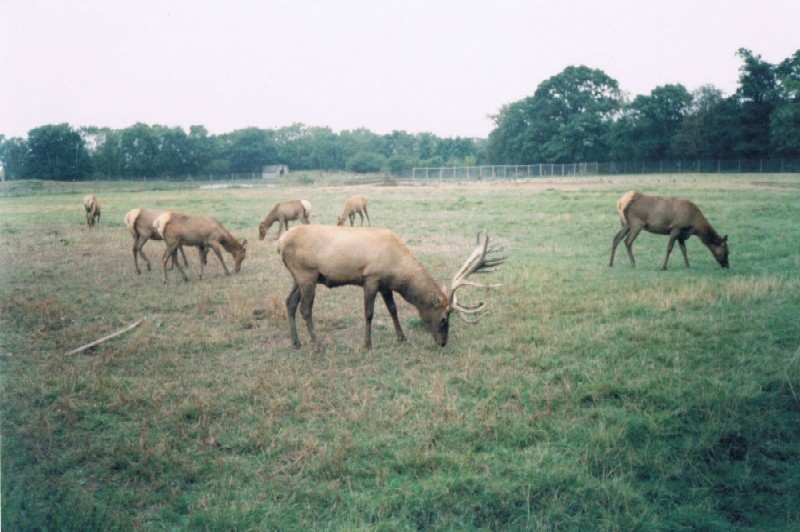 Deer at Flamingo Land 1990