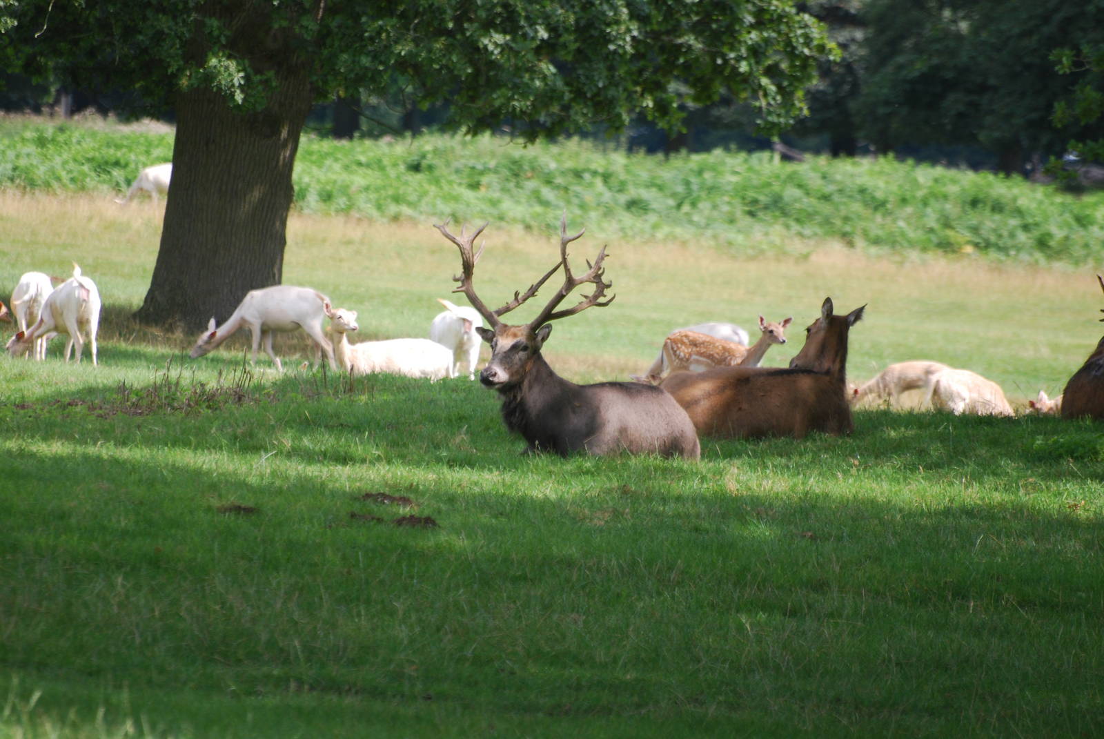 Deer at Houghton Hall