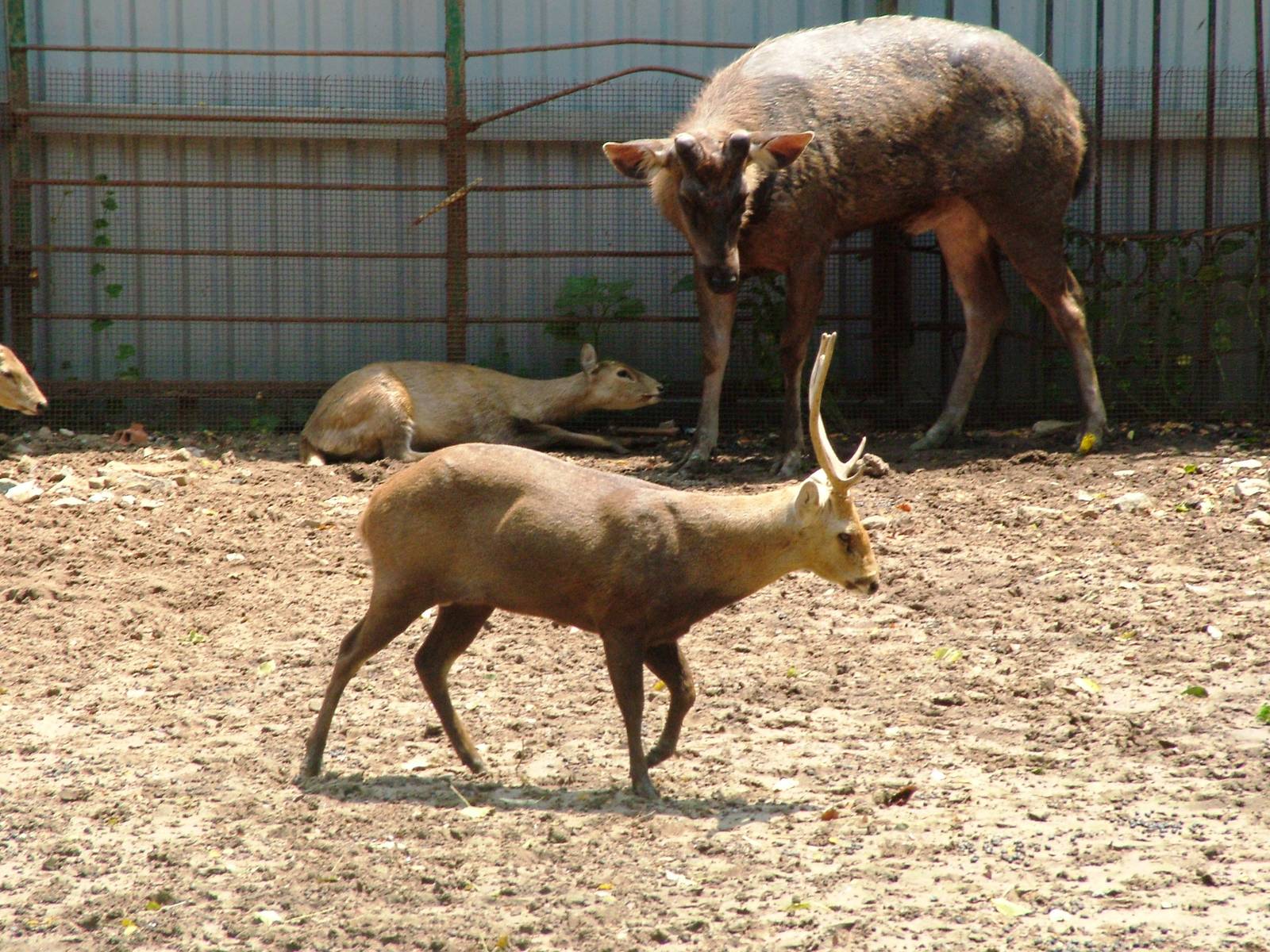 Deer at Saigon Zoo, 16/03/12