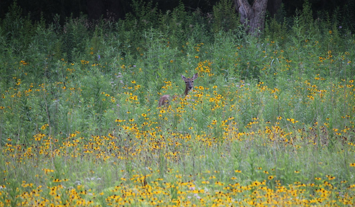 Deer at the end of the flower field