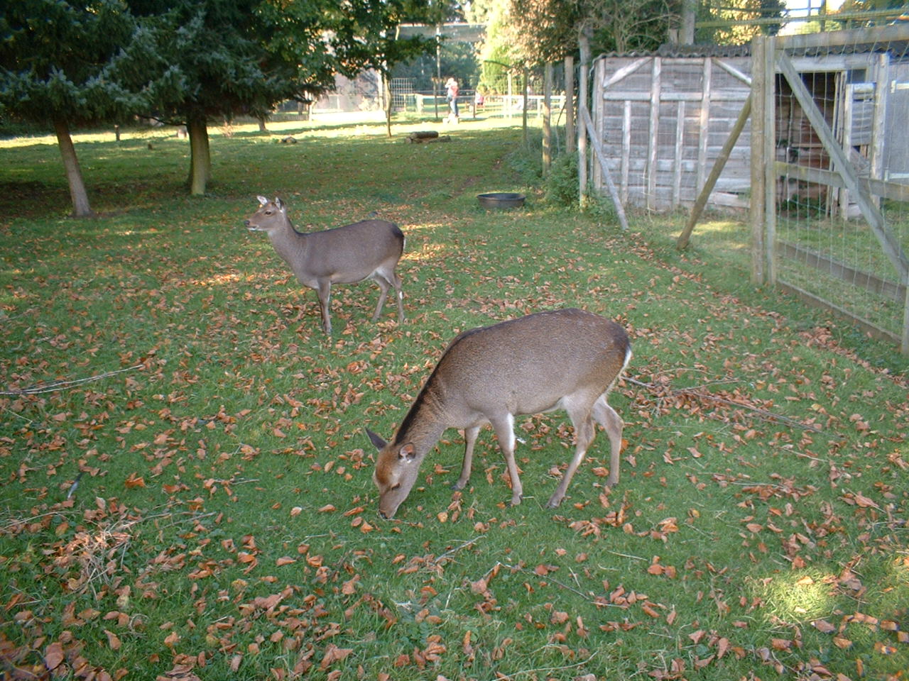 Deer at The Hawk Conservancy in Andover, 12 October 2008