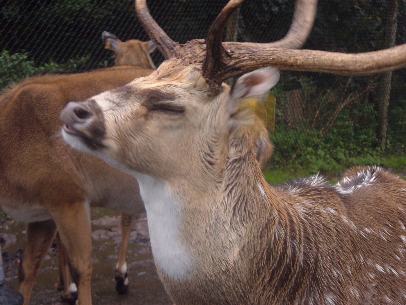 Deer at West Midlands Safari Park