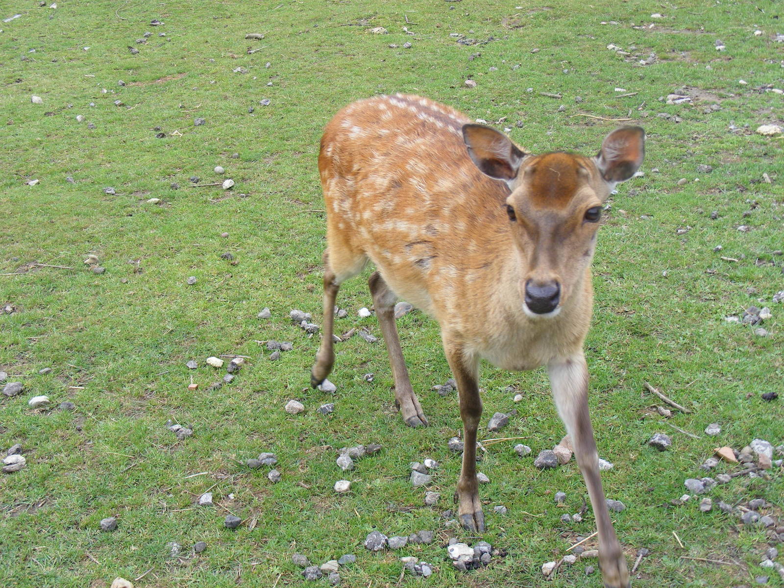Deer at Wingham Wildlife Park, 15 August 2010