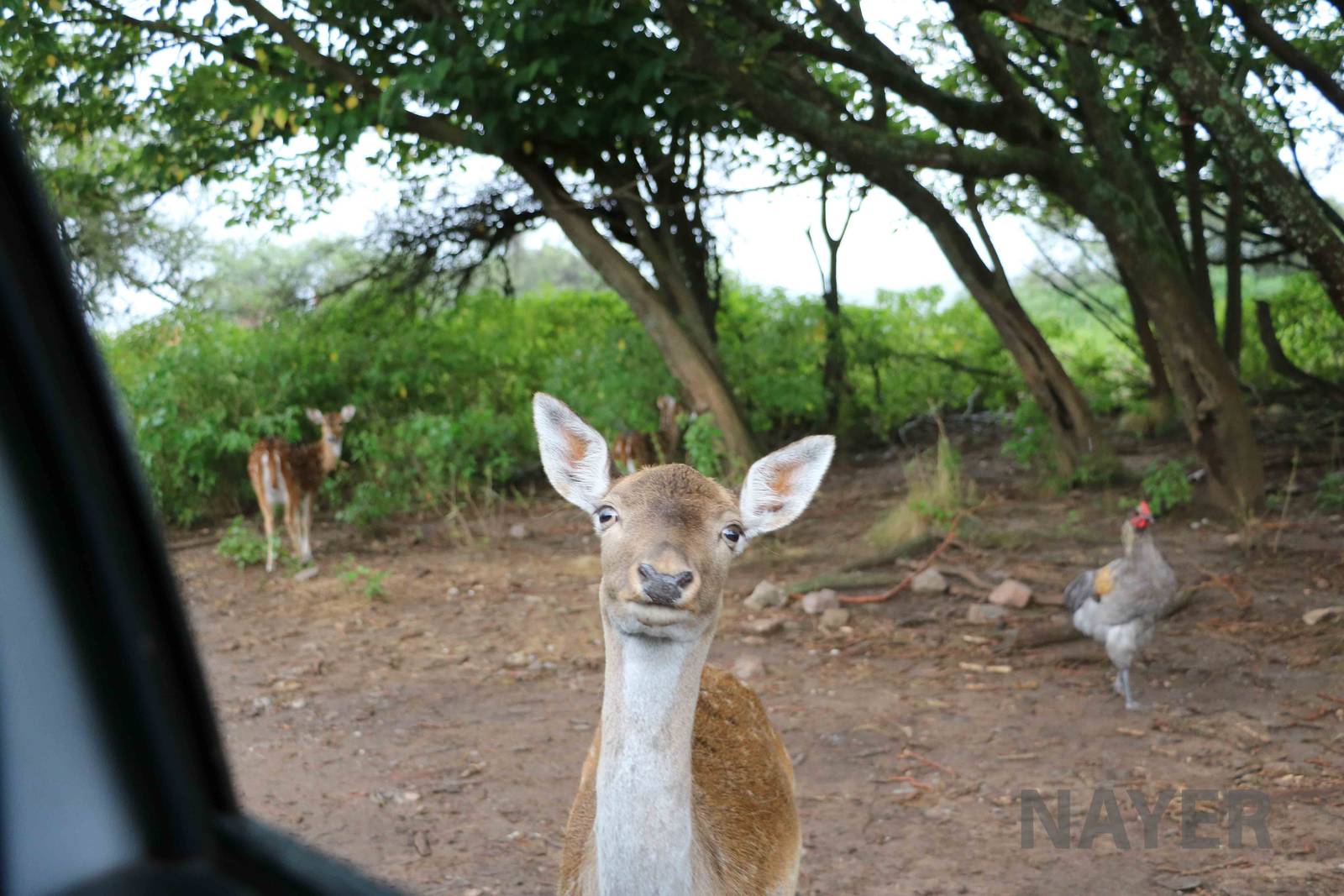 Deer + chicken - Tatu Carreta, April 2016.