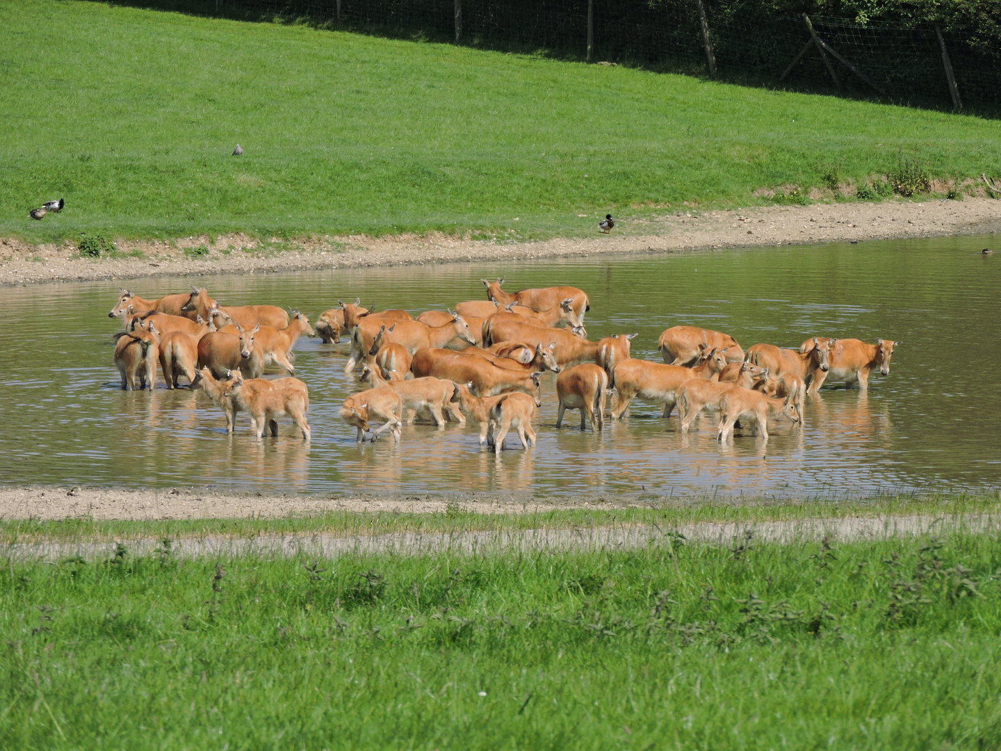 Deer cooling off