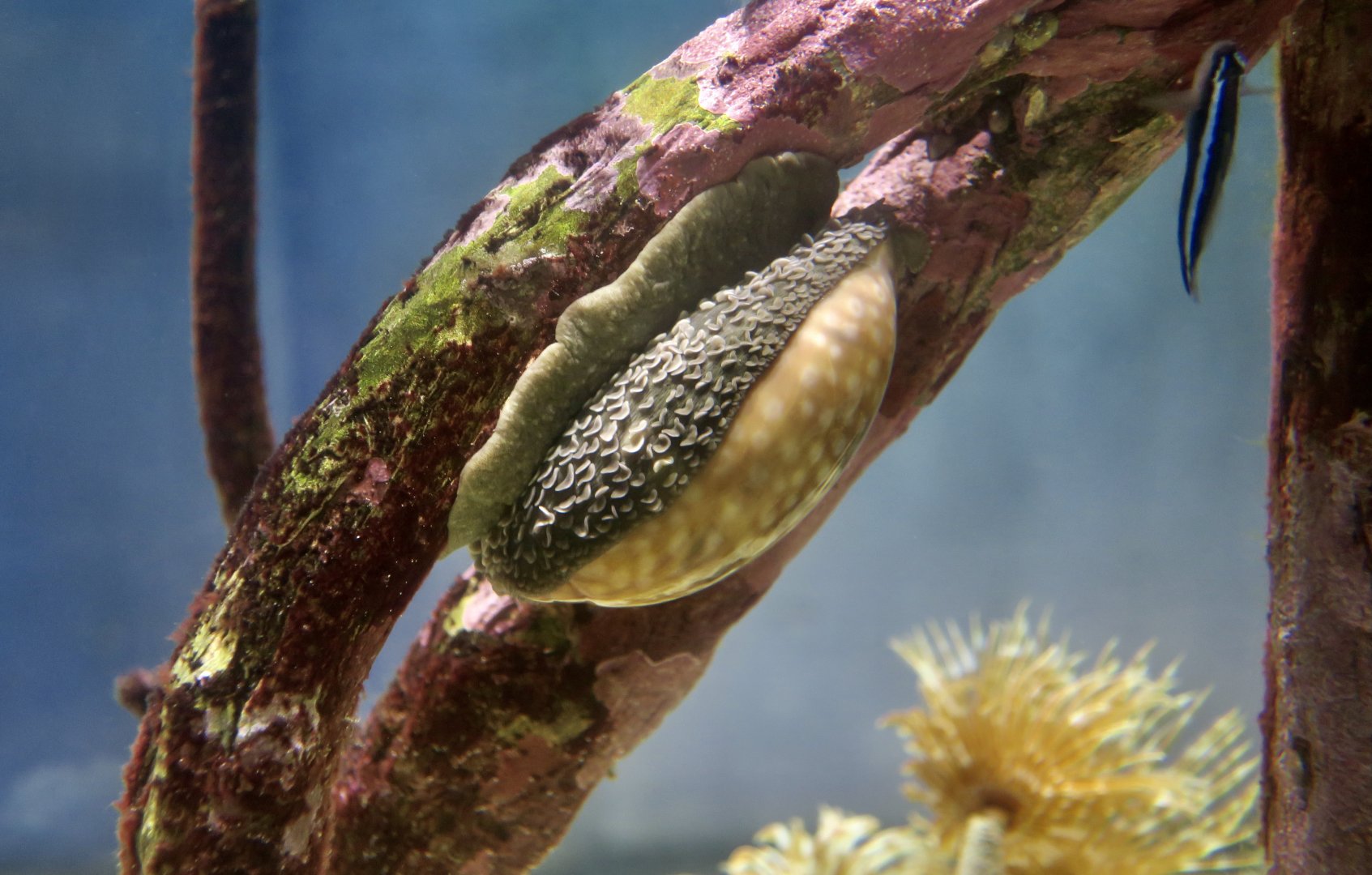 Deer Cowrie (Macrocypraea cervus)
