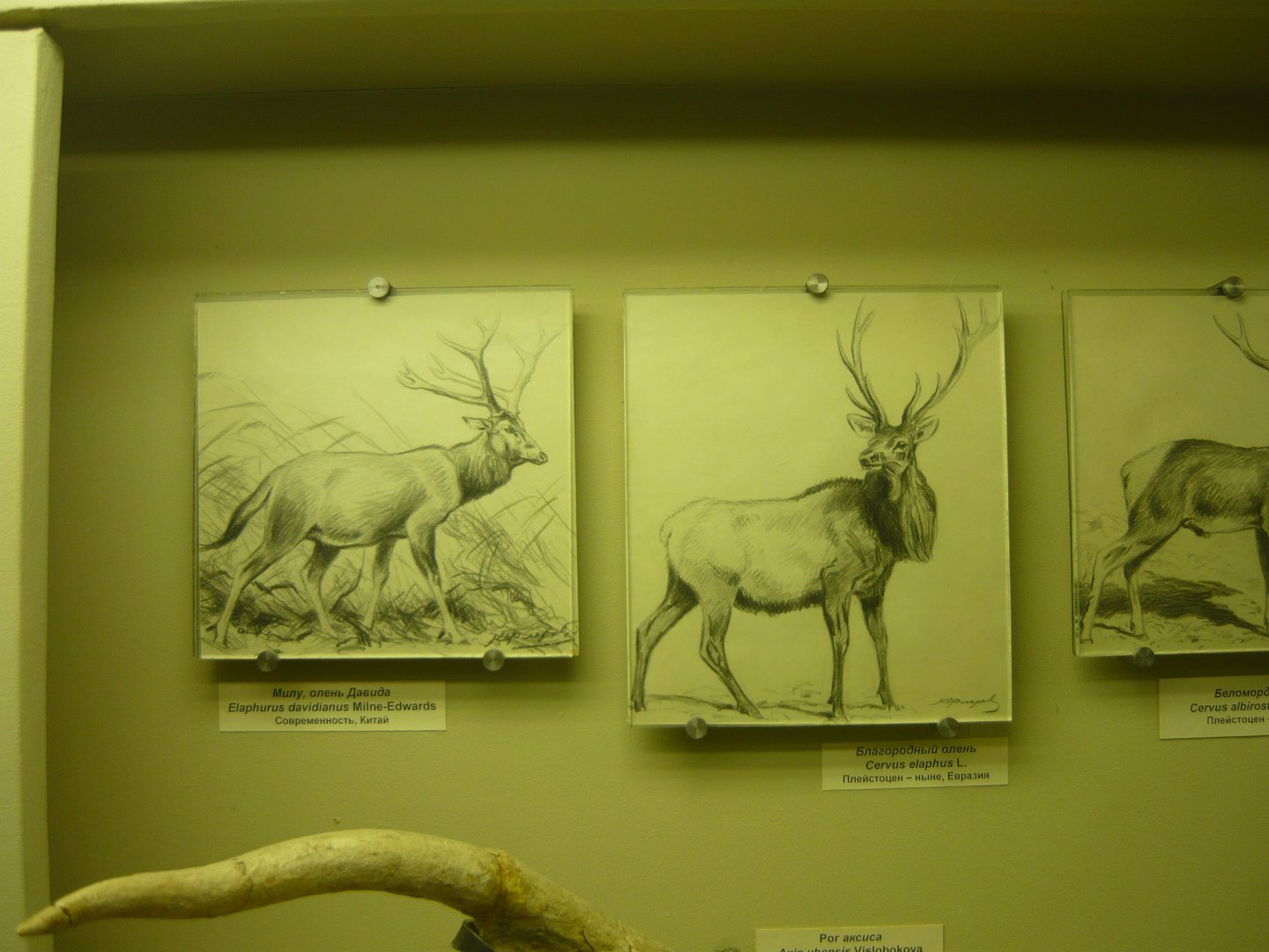 Deer drawings by Flerov K.K.